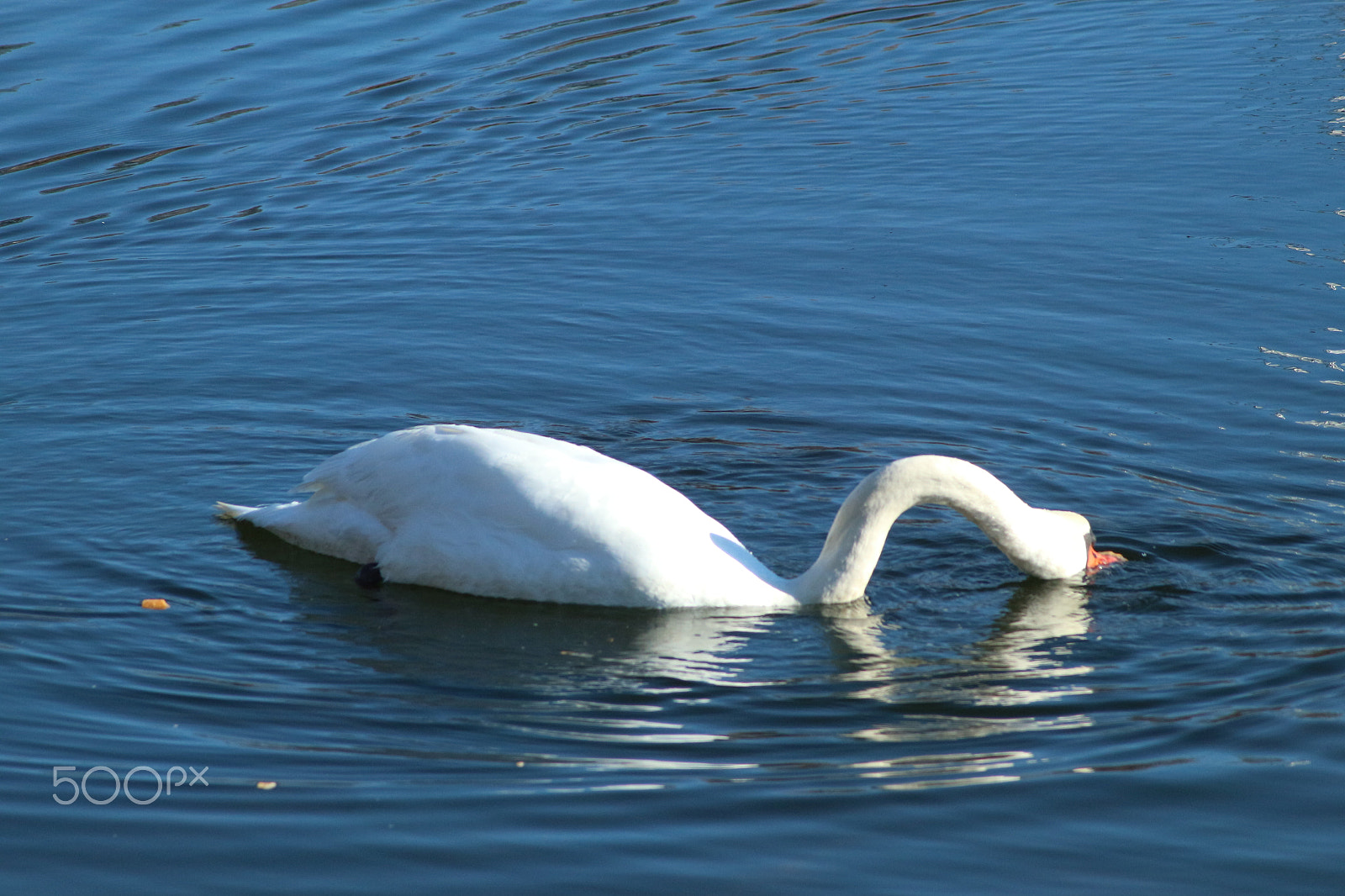 Canon EOS M10 + Tamron AF 70-300mm F4-5.6 Di LD Macro sample photo. Cisne pescando photography