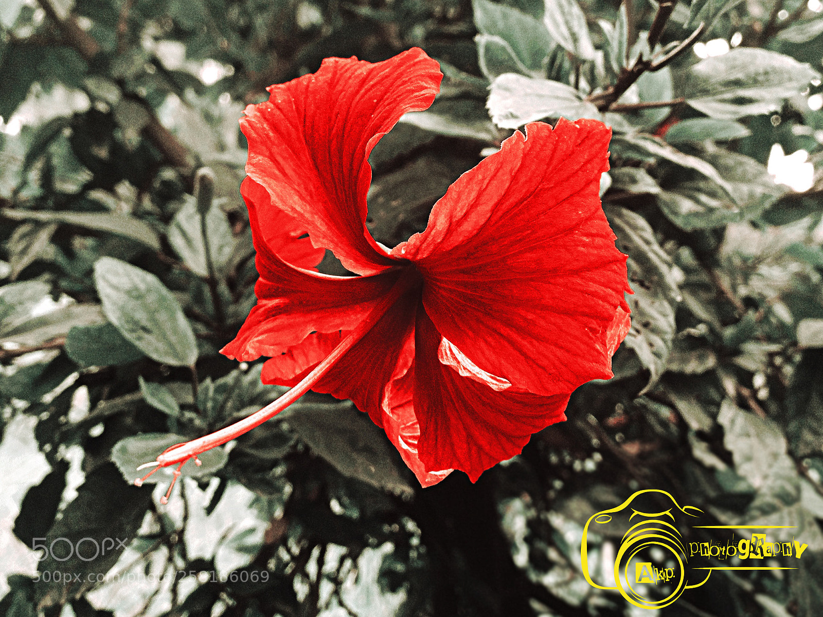 Apple iPhone 4S sample photo. Flower photography