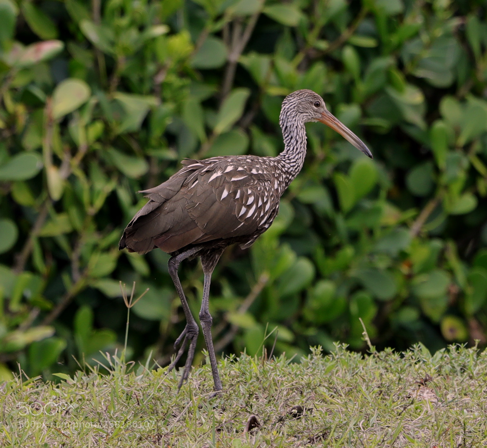 Canon EOS-1D X Mark II sample photo. 05-16-18-0017896.jpg photography