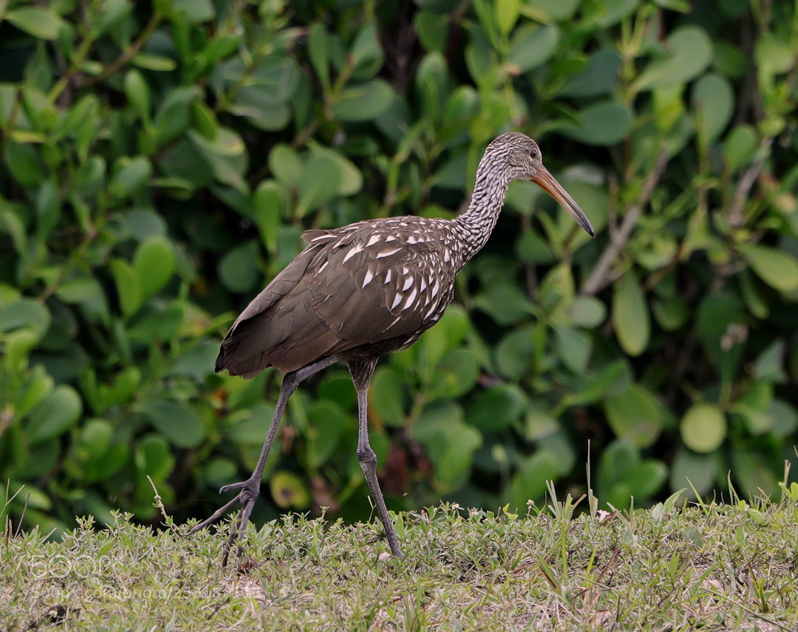 Canon EOS-1D X Mark II sample photo. 05-16-18-0017895.jpg photography