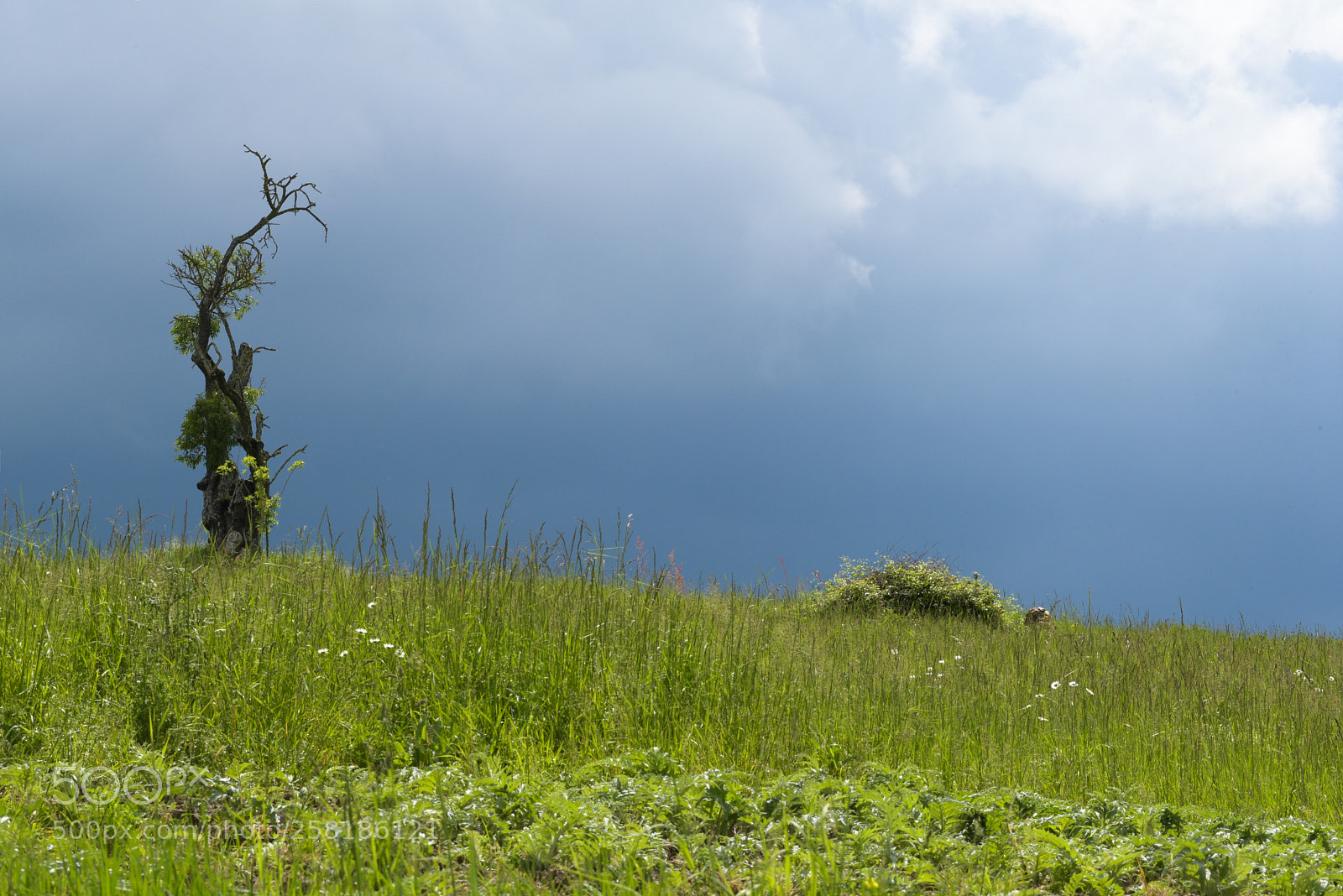 Nikon D750 sample photo. Arbre sous l'orage photography