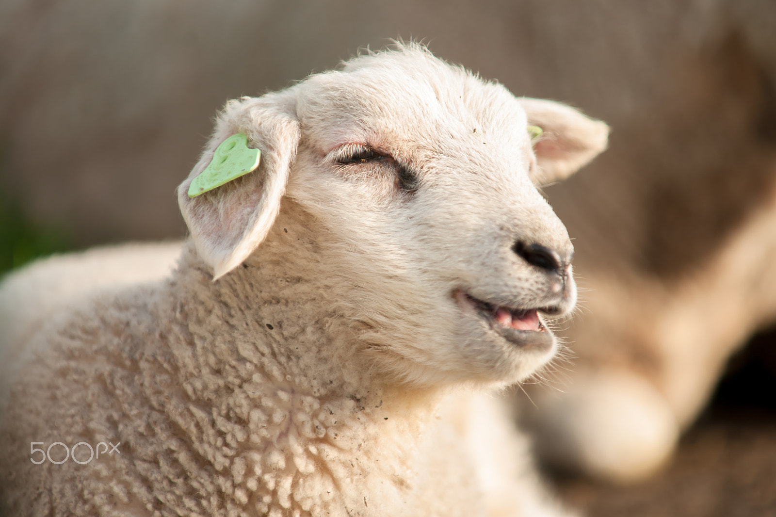 Sony Alpha DSLR-A900 sample photo. Grazing sheep and lambs in a green grassland photography