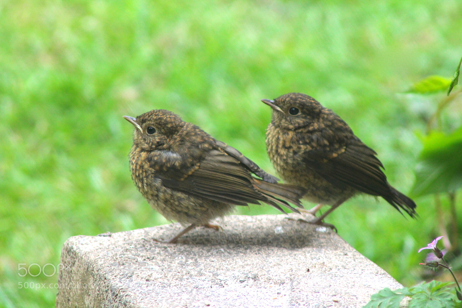 Canon EOS 1100D (EOS Rebel T3 / EOS Kiss X50) sample photo. Juvenile robins photography