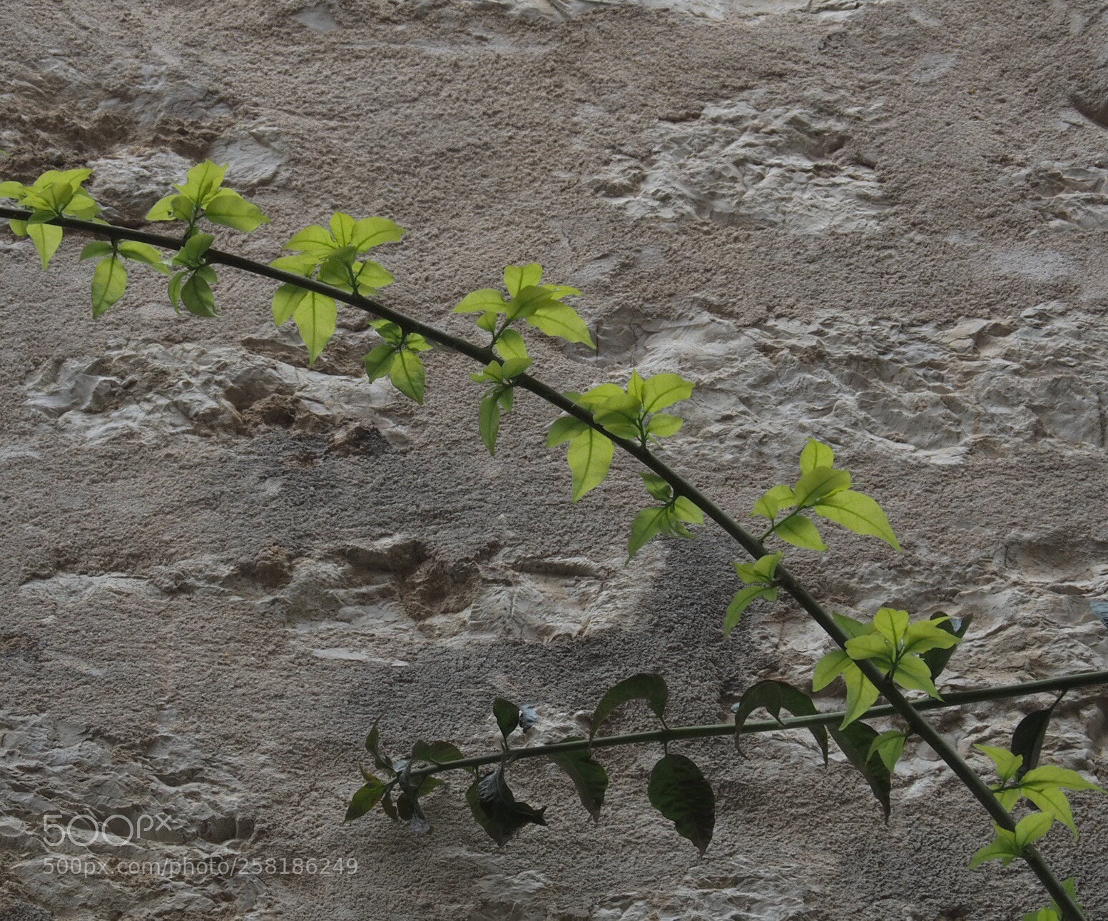 Olympus OM-D E-M5 II sample photo. Untitled photography
