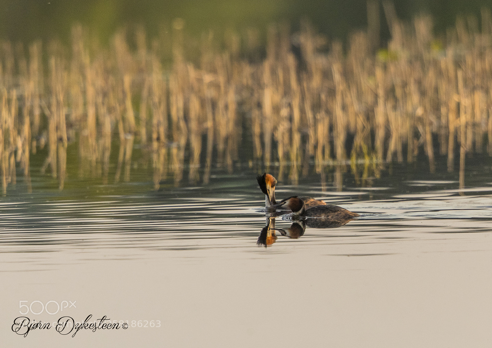 Canon EOS-1D X Mark II sample photo. Great crested grebe couple photography