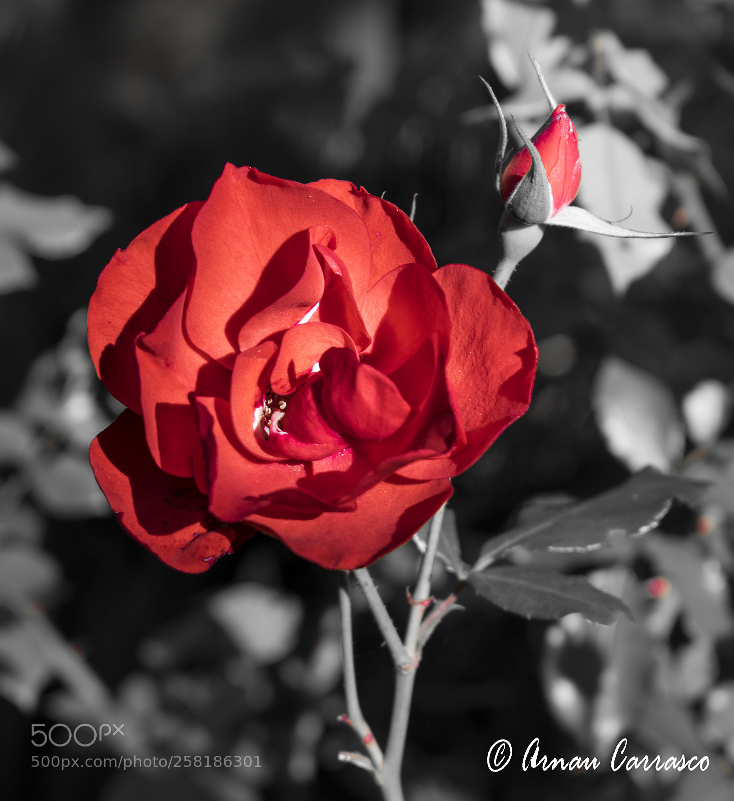 Nikon D5300 sample photo. Red photography
