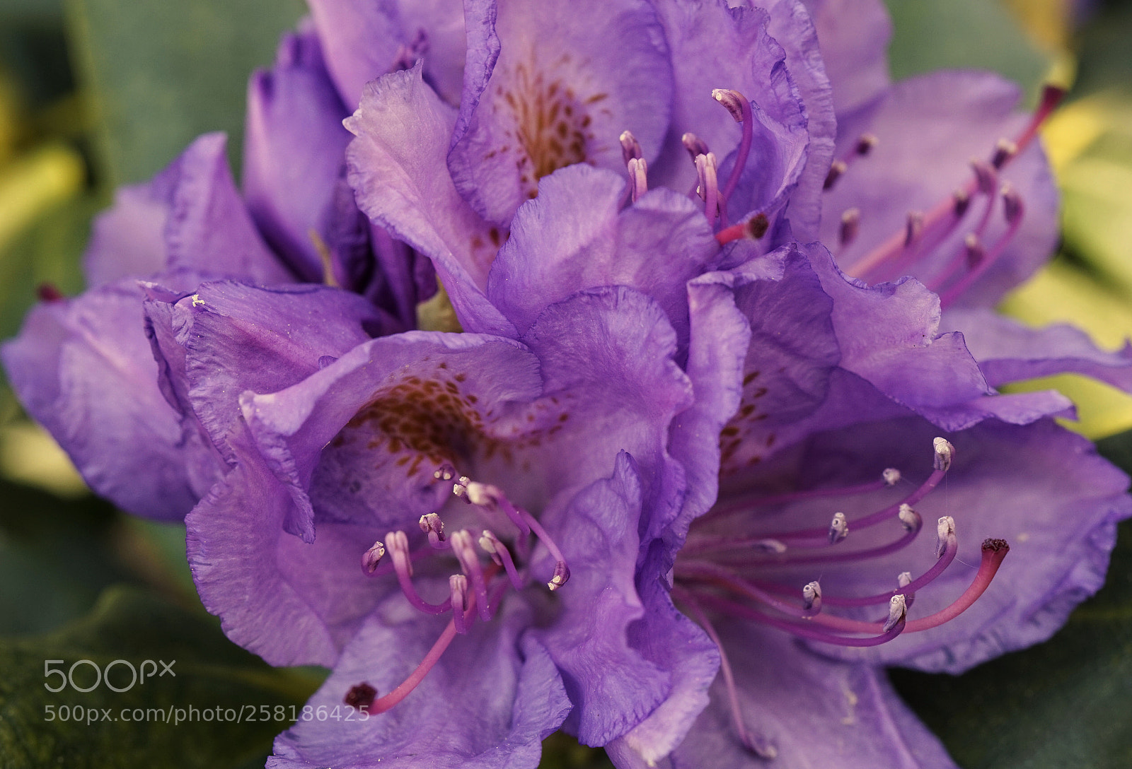 Sony Alpha a5000 (ILCE 5000) sample photo. Rhododendron violet photography