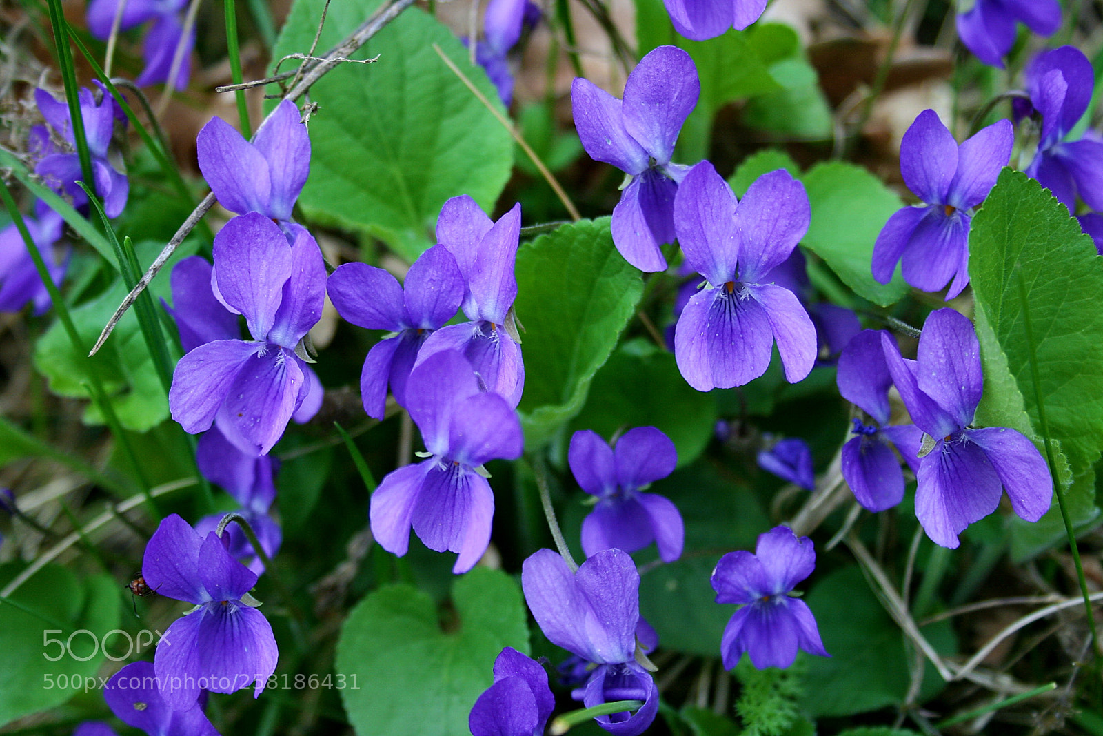 Canon EF-S 18-55mm F3.5-5.6 II sample photo. Purple batterfly. photography