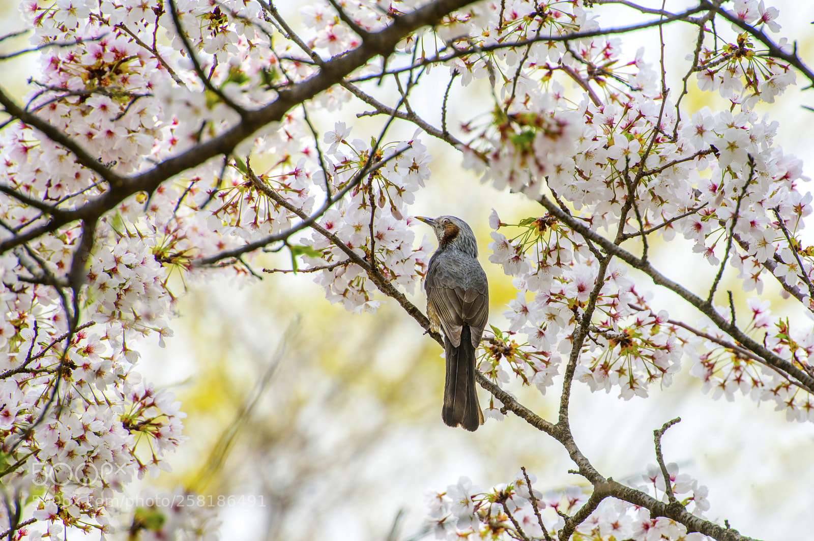 Nikon D850 sample photo. Sakura and bulbul photography