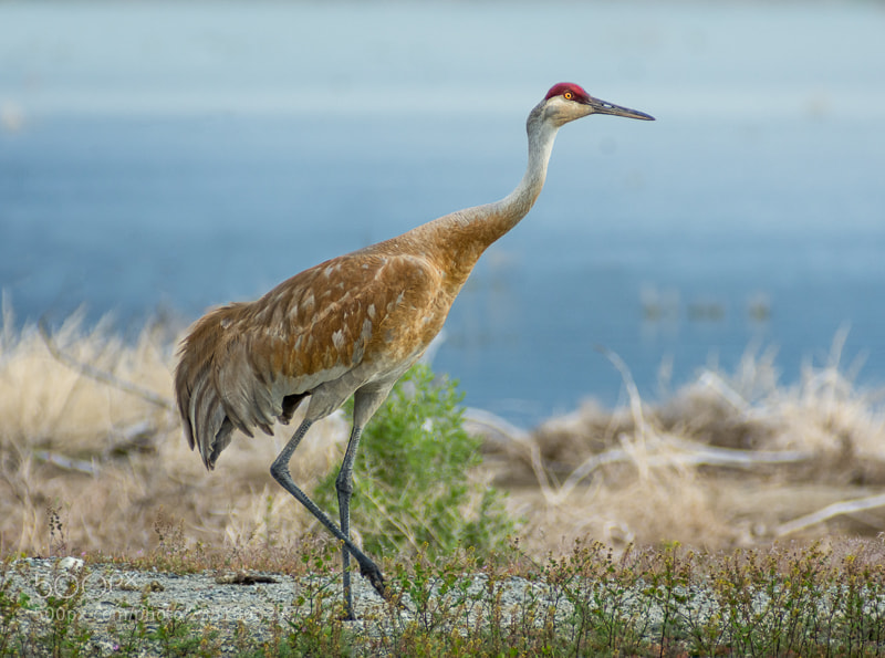 Nikon D7200 sample photo. Sandhill crane 2 photography