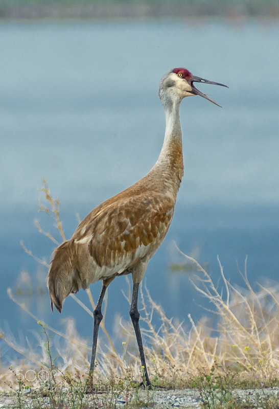 Nikon D7200 sample photo. Sandhill crane photography