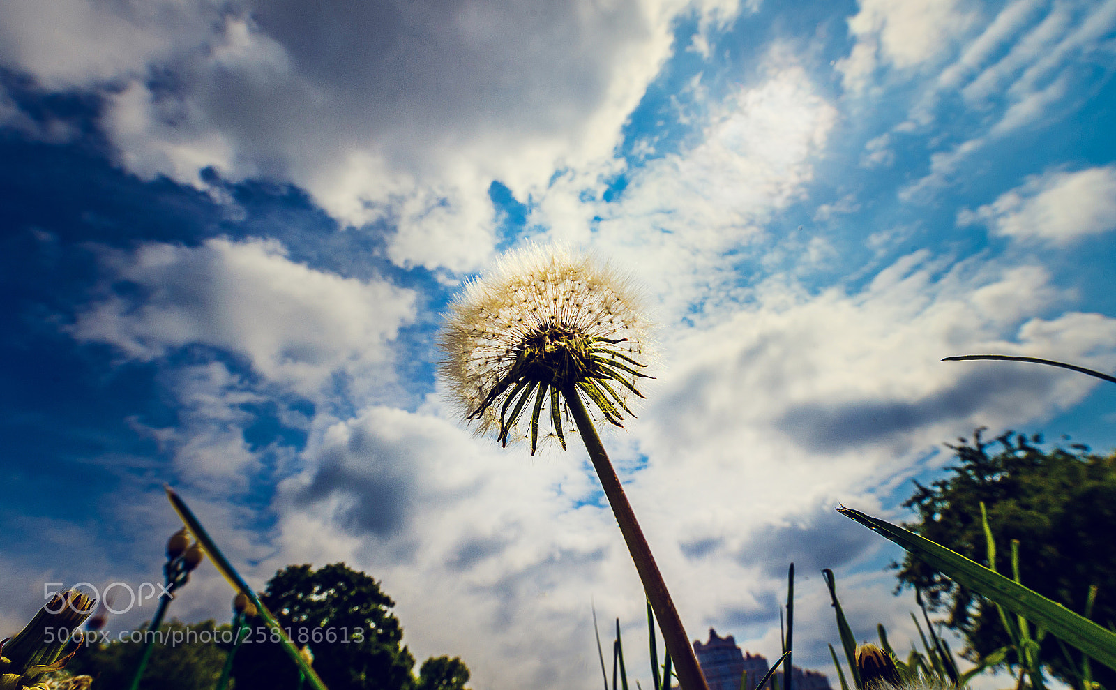 Nikon D750 sample photo. *** photography