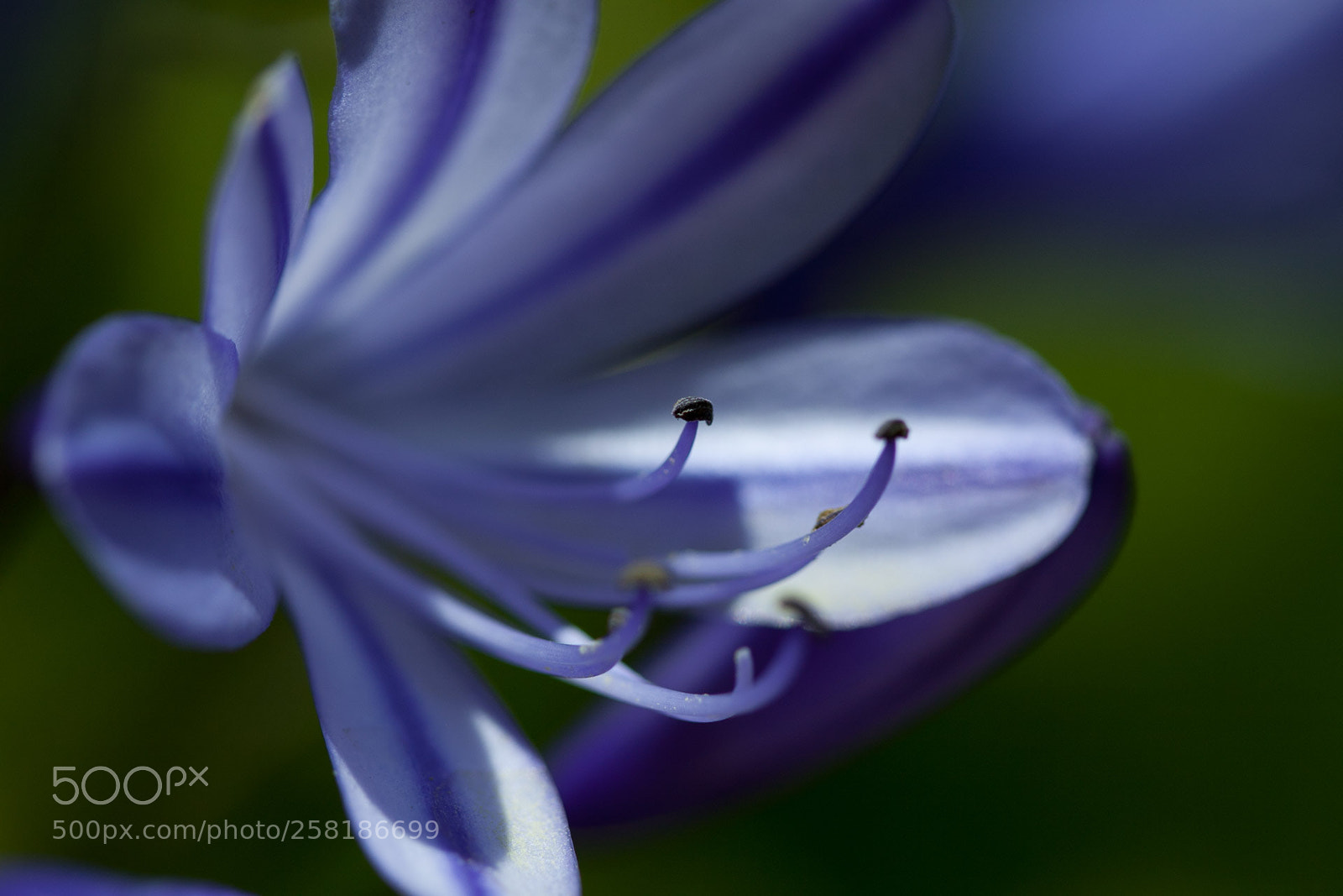 Canon EOS 50D sample photo. Purple photography