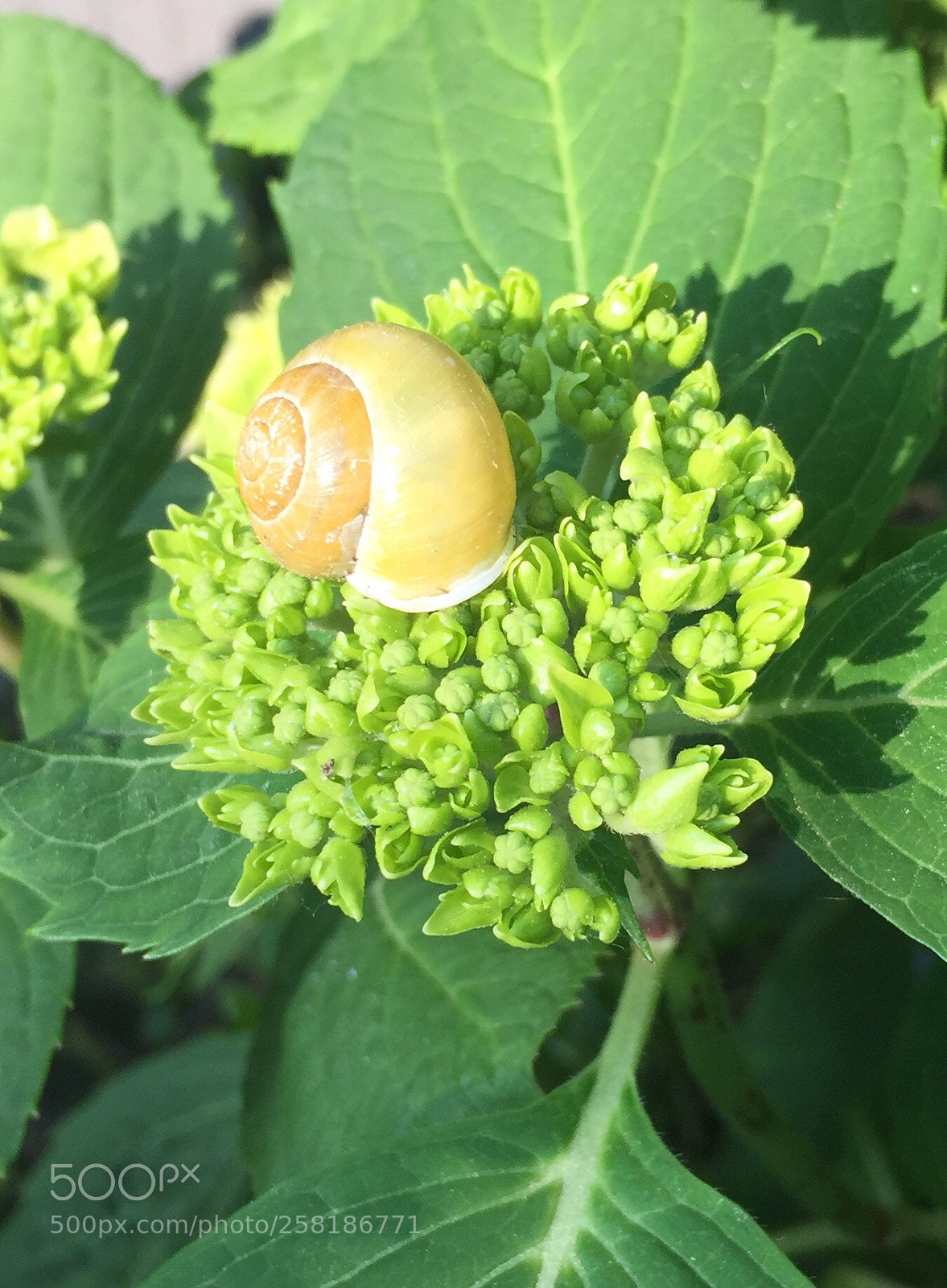 Apple iPhone 6 sample photo. Flower bed photography