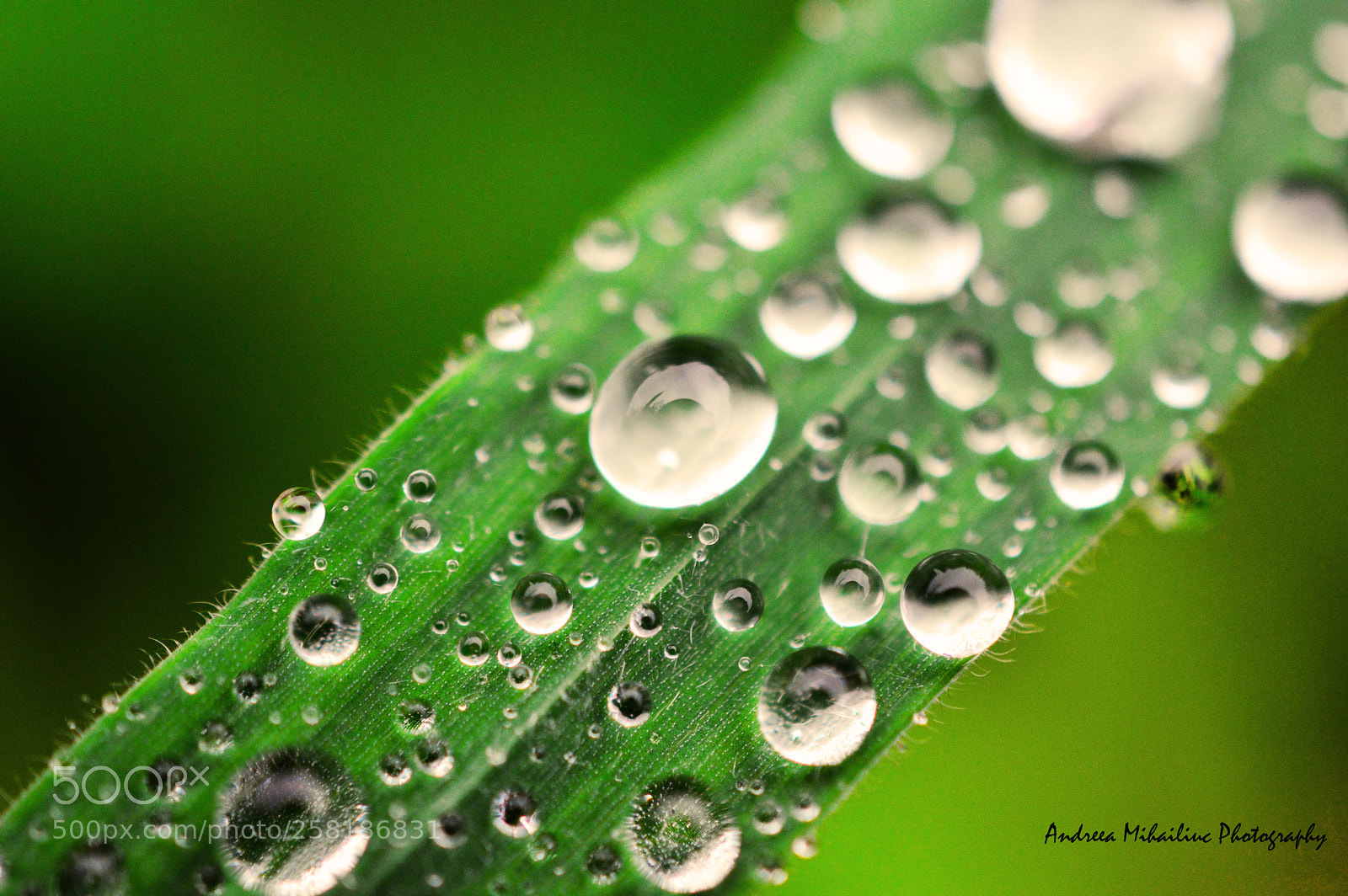 Nikon D3200 sample photo. Macro photography