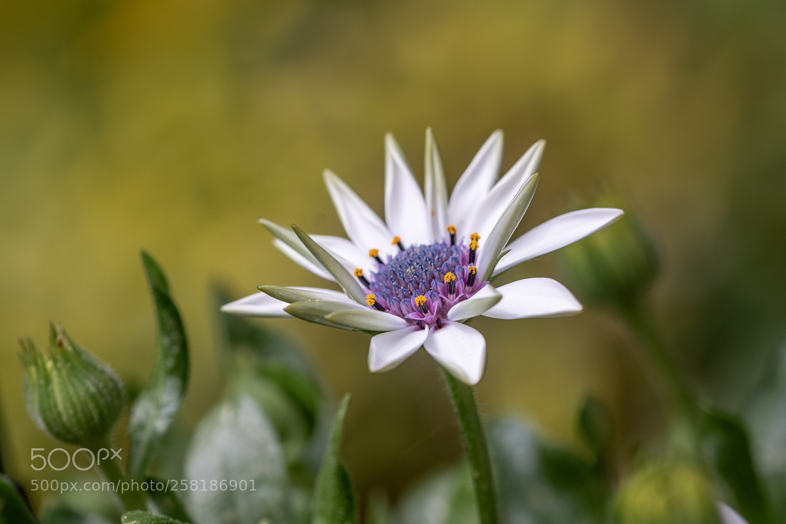 Canon EOS 7D Mark II sample photo. Flower photography