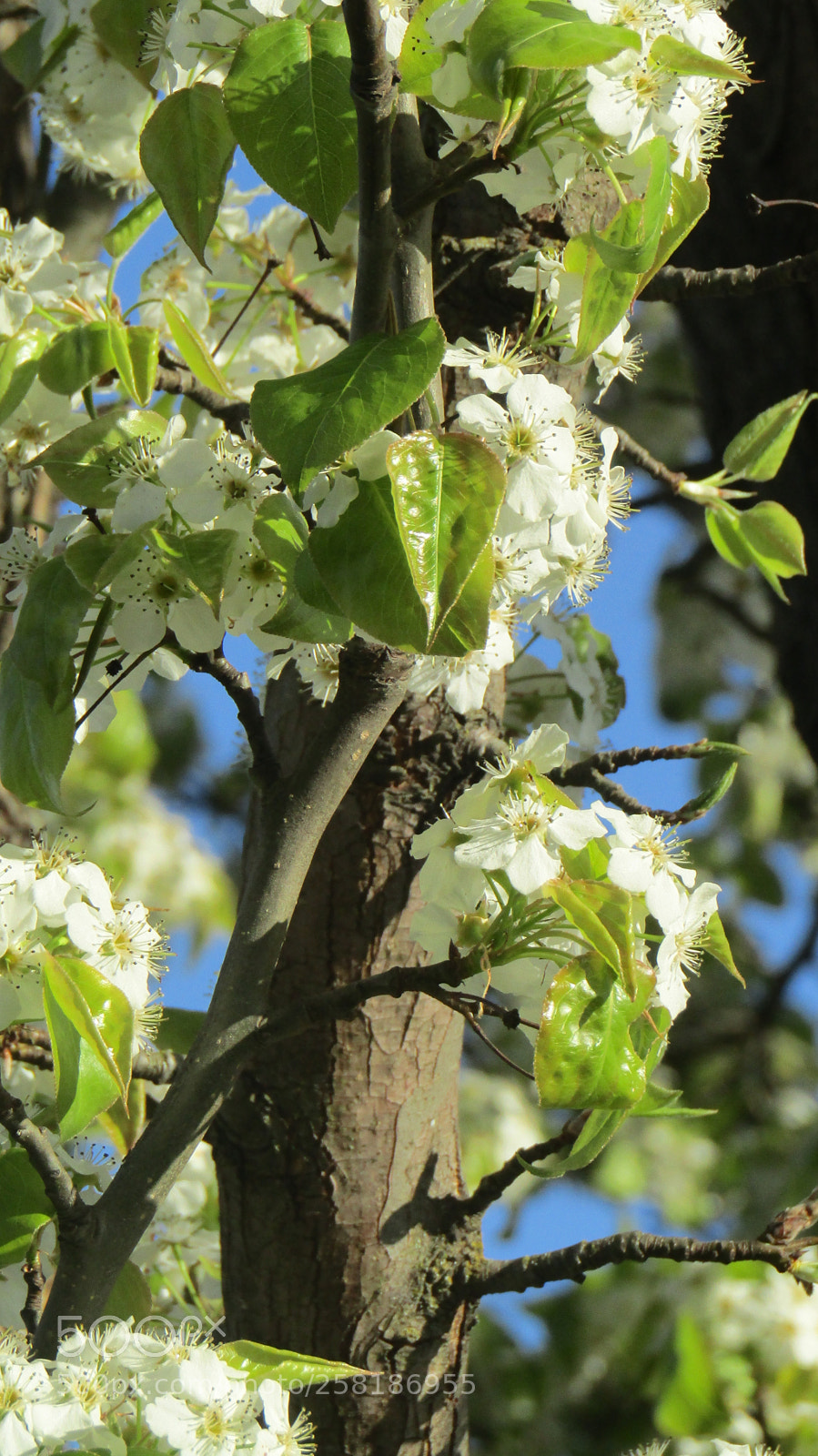 Canon PowerShot SX410 IS sample photo. Close-up bloom photography
