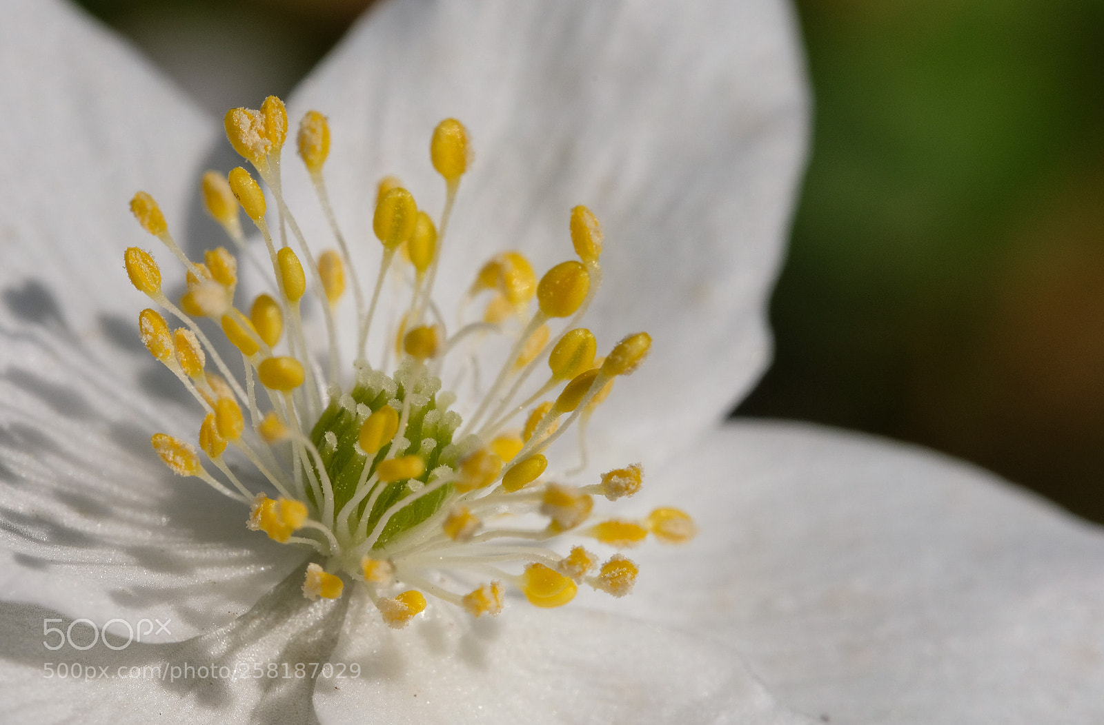 Fujifilm X-T2 sample photo. Blossom photography