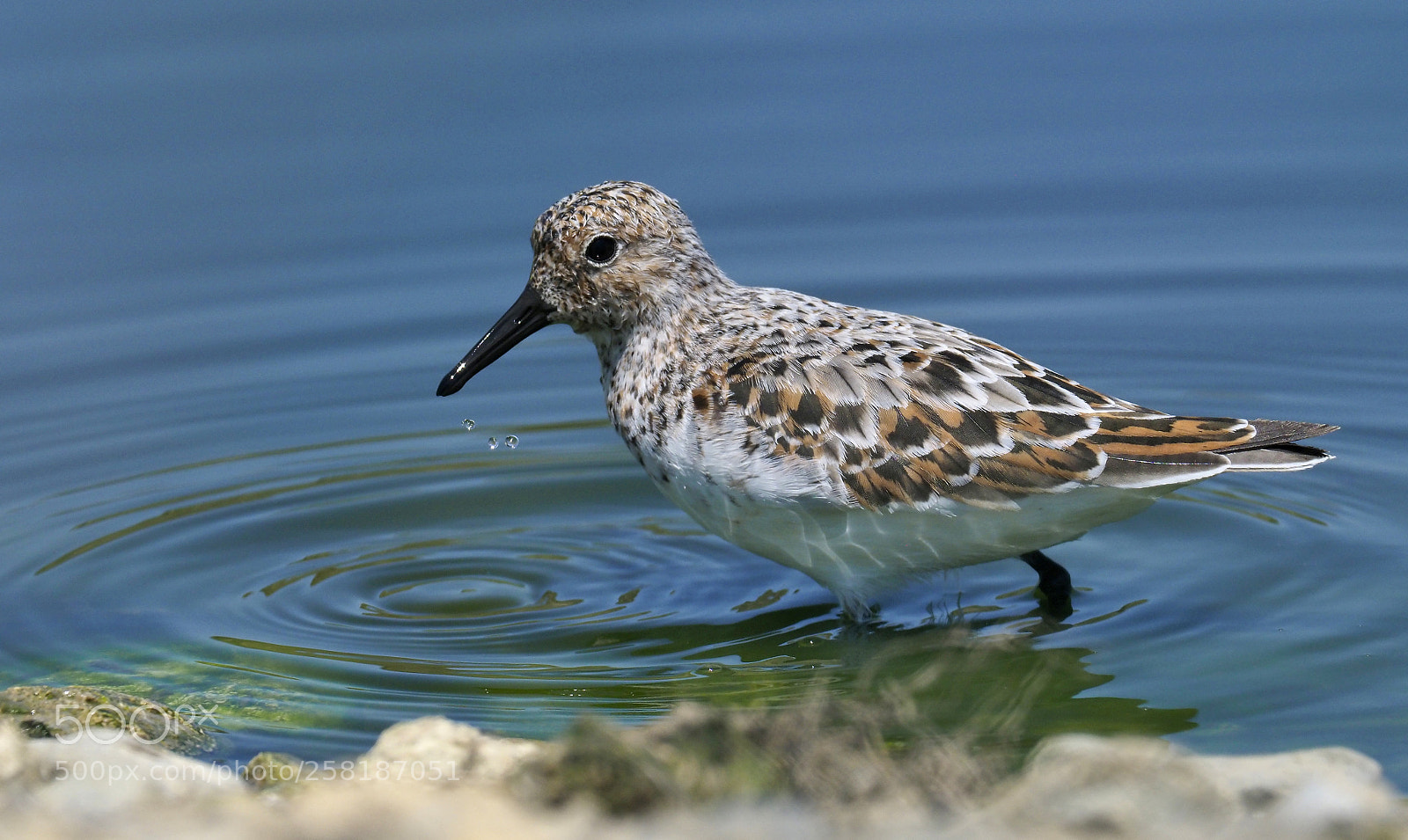 Olympus OM-D E-M1 Mark II sample photo. Sanderling photography