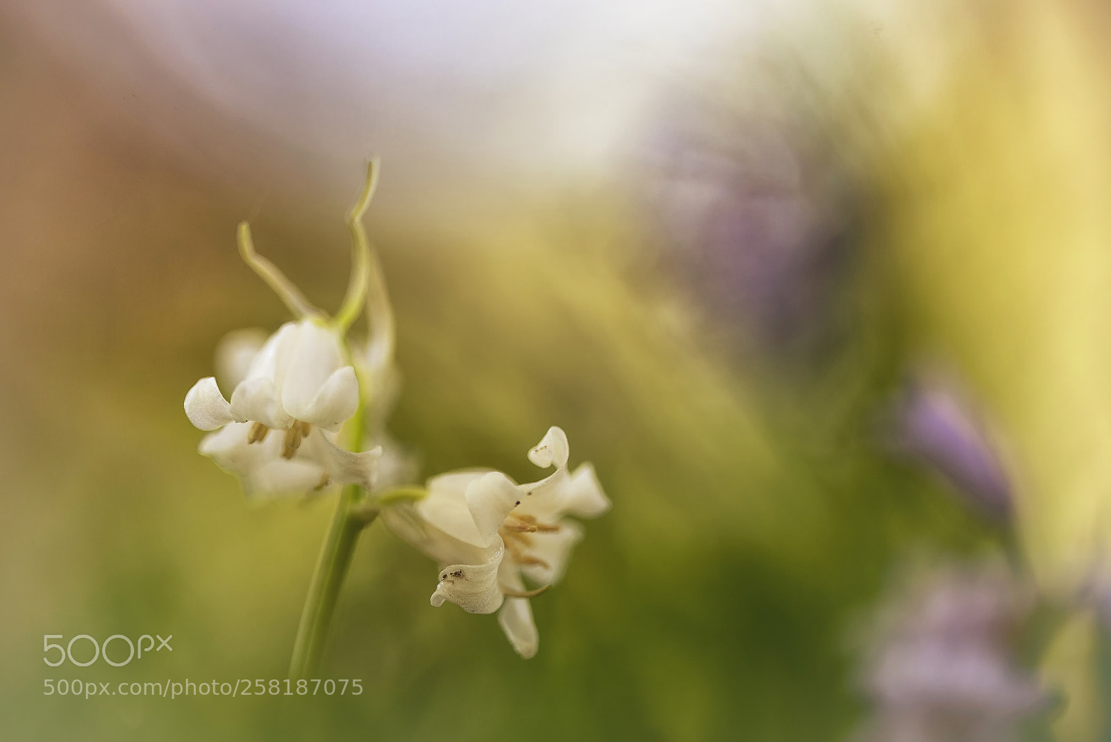 Nikon D750 sample photo. Hyacinthoides hispanica photography