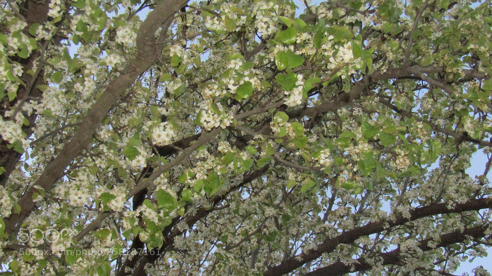 Canon PowerShot SX410 IS sample photo. Full out bloom photography