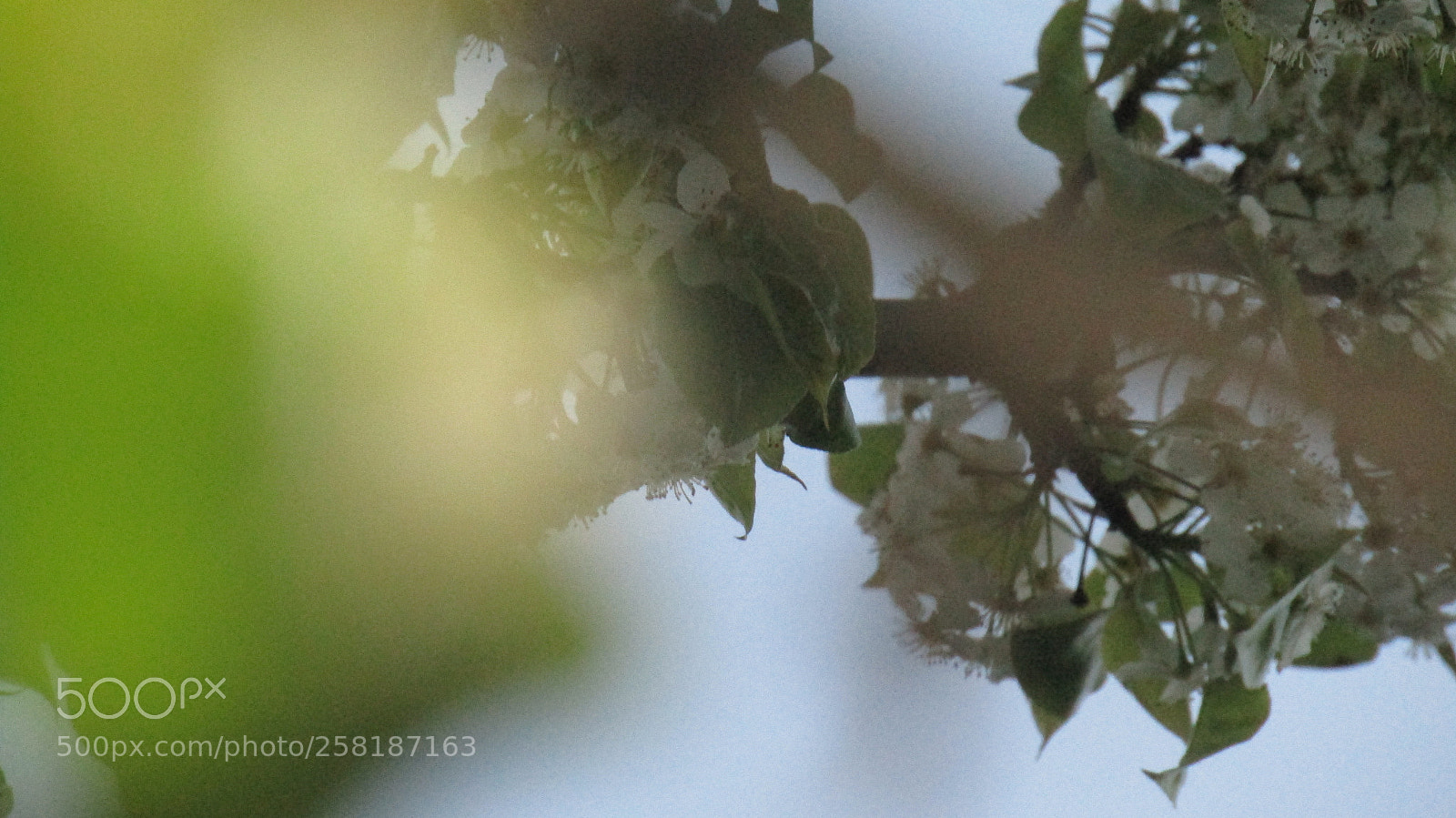 Canon PowerShot SX410 IS sample photo. Blurry side bloom photography