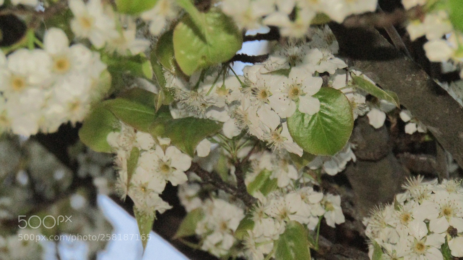 Canon PowerShot SX410 IS sample photo. Close-up flower photography