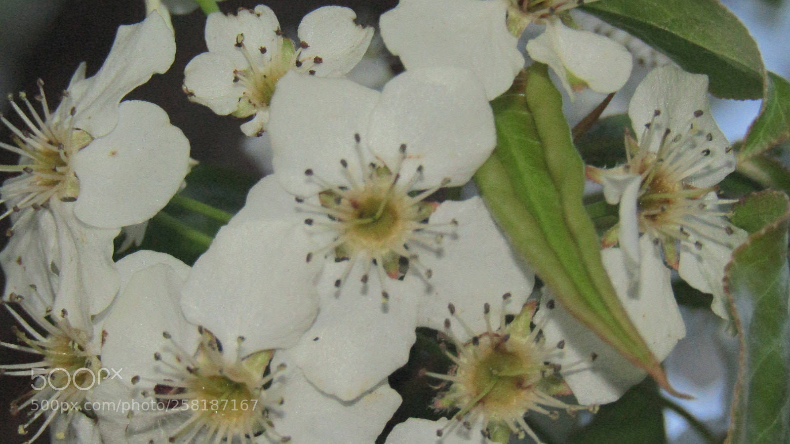 Canon PowerShot SX410 IS sample photo. Close-up blossom photography