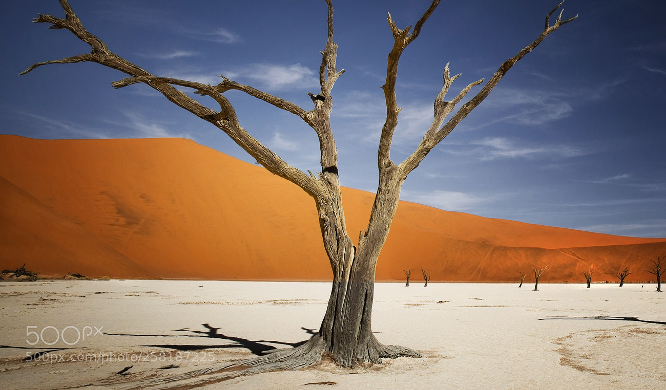 Canon EOS 6D sample photo. Deadvlei tree #2 photography