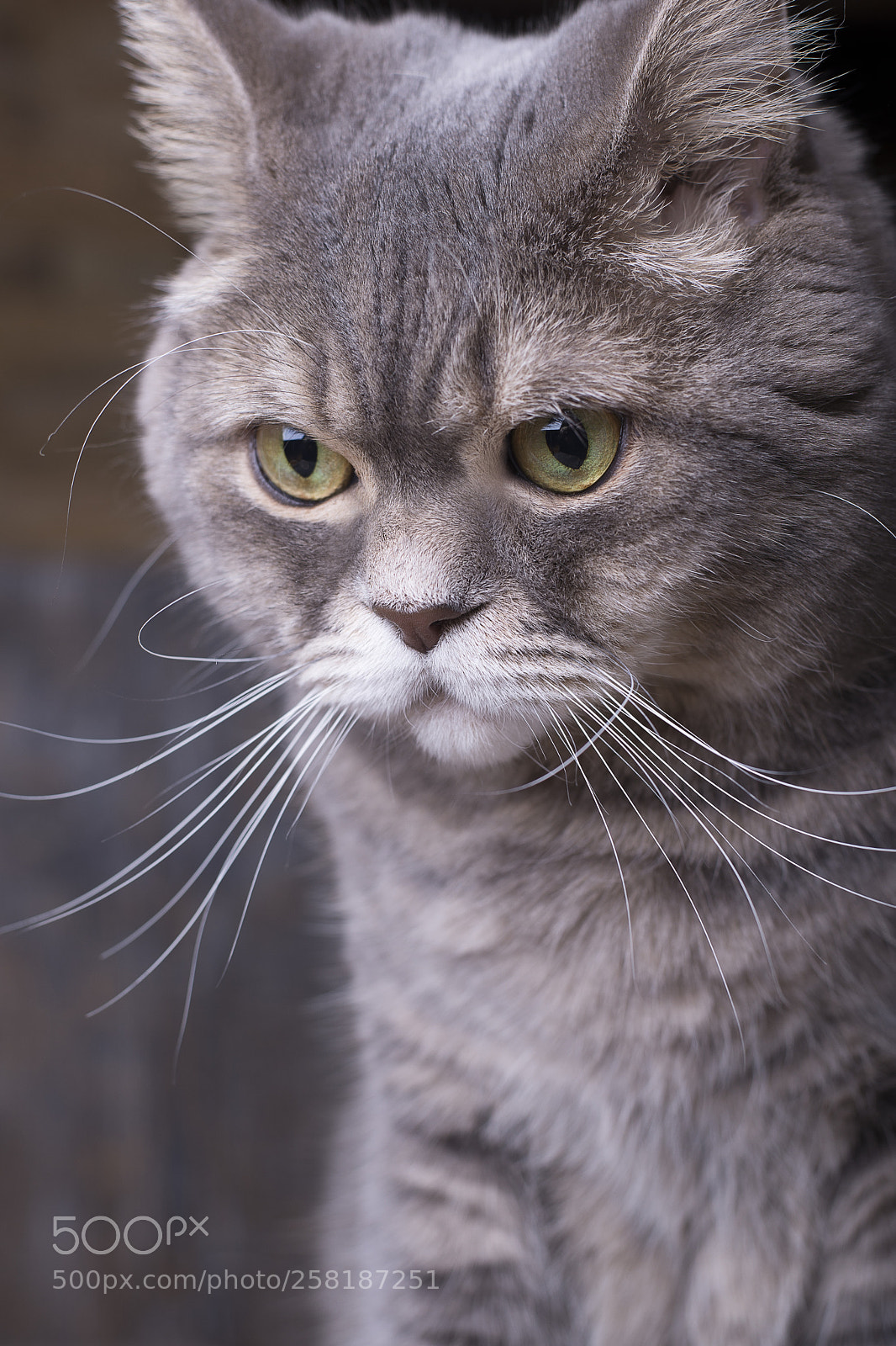 Nikon D610 sample photo. My cat johnny photography
