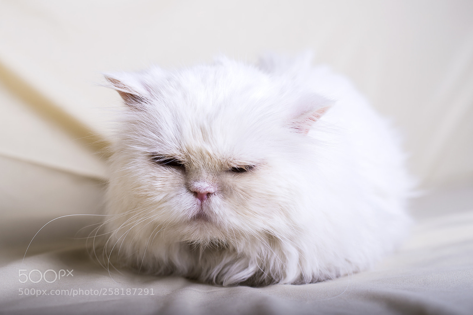 Nikon D610 sample photo. The cat is a photography