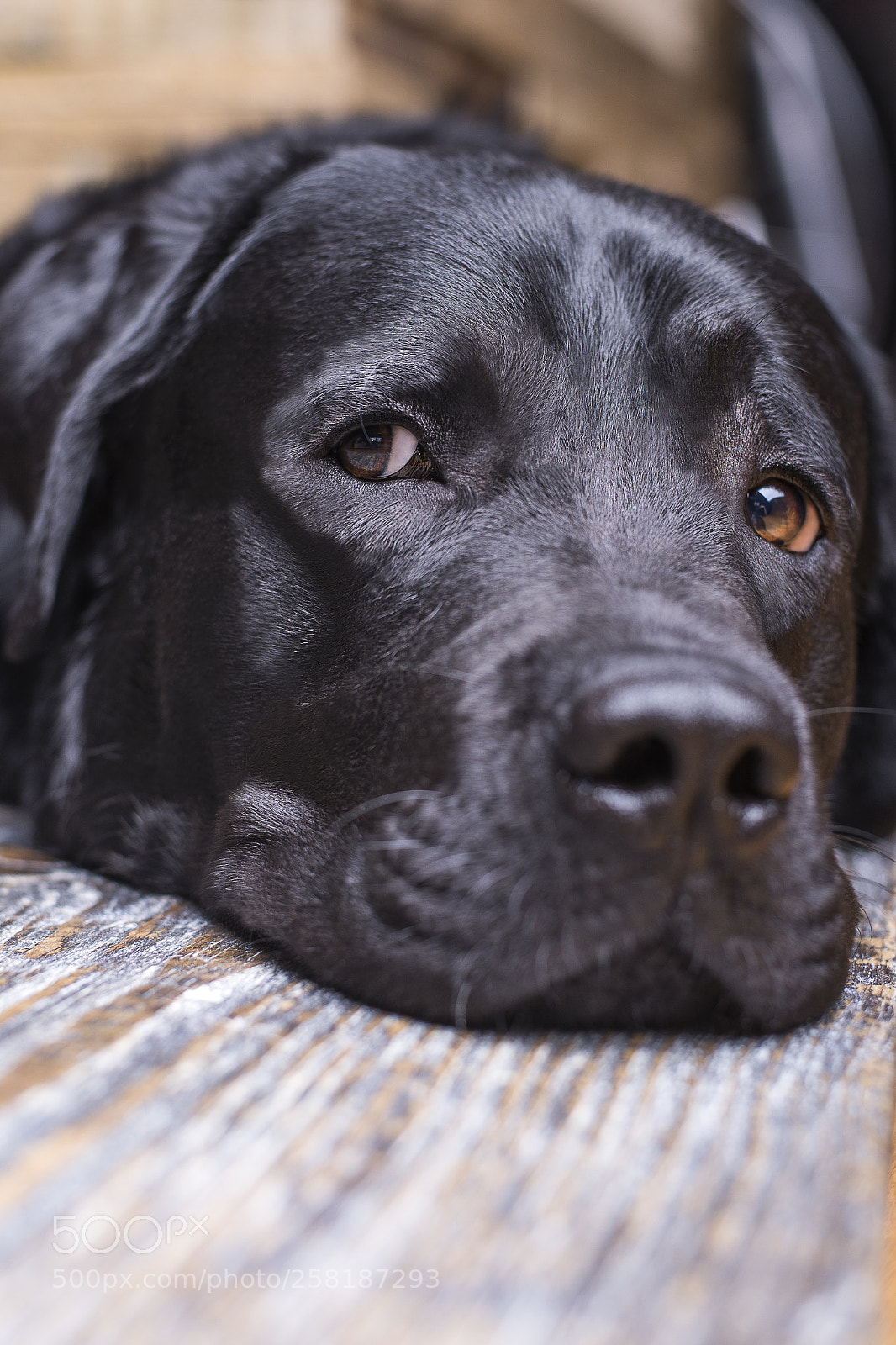 Nikon D610 sample photo. Charlie"s gaze photography
