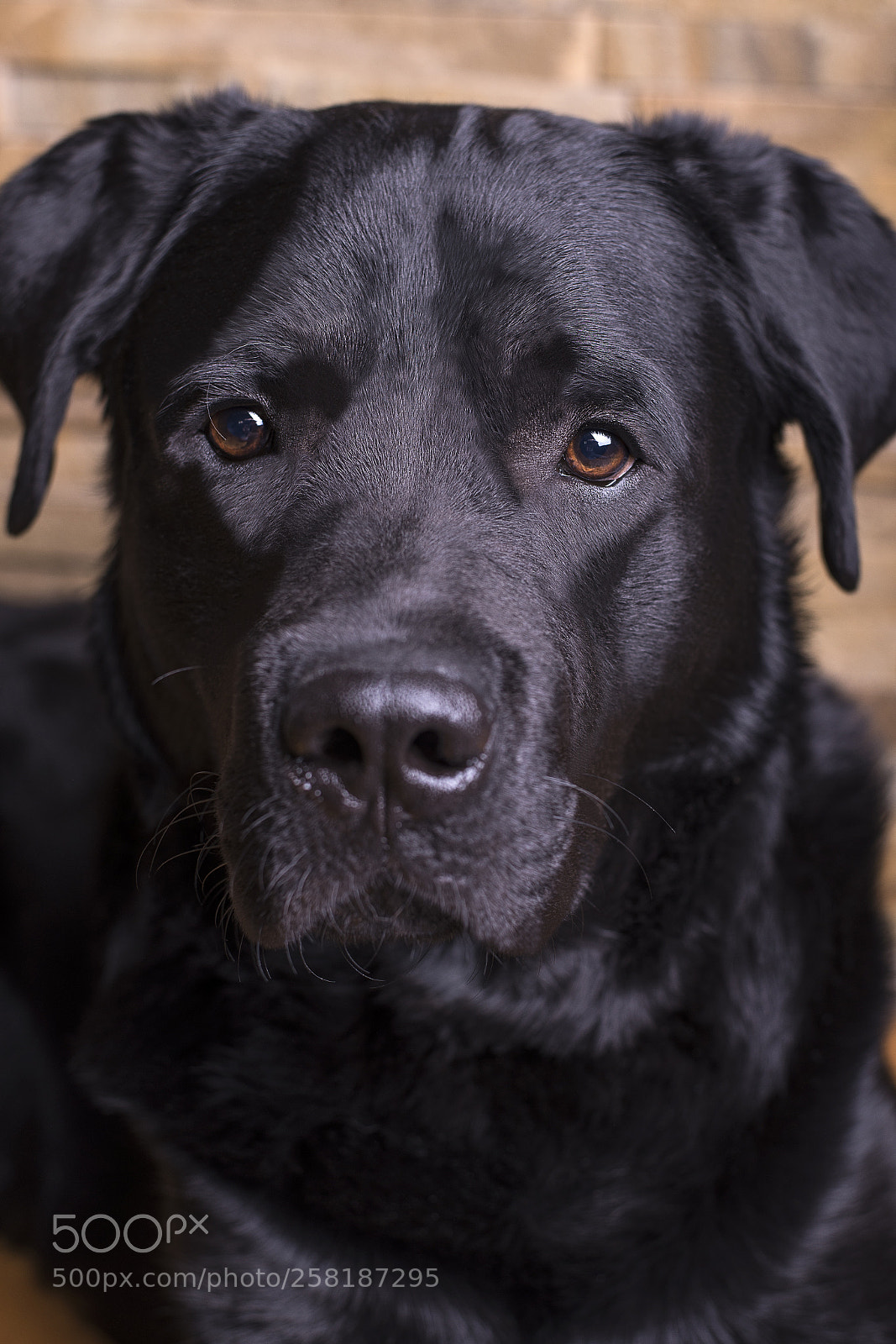 Nikon D610 sample photo. Charlie"s gaze photography