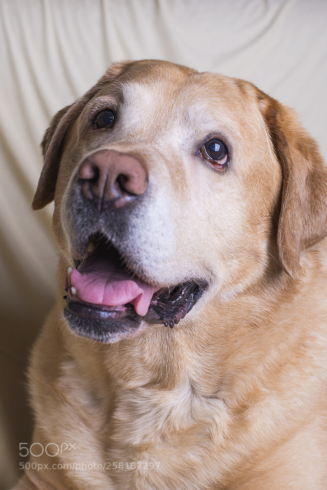 Nikon D610 sample photo. Barney photography
