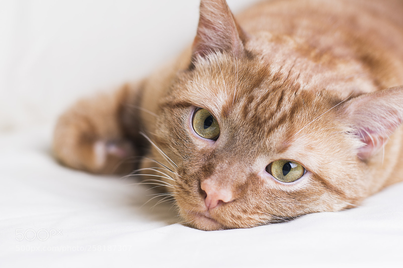 Nikon D610 sample photo. Red cat is a photography