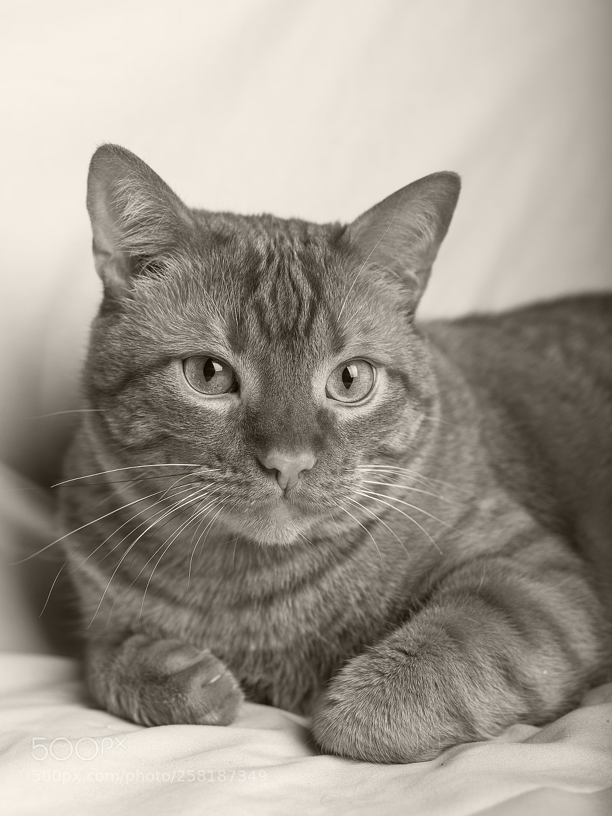 Nikon D610 sample photo. Black and white red photography
