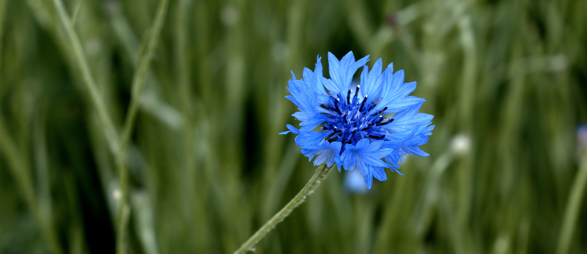 Canon EF 100mm F2.8 Macro USM sample photo. Blue by you..... photography