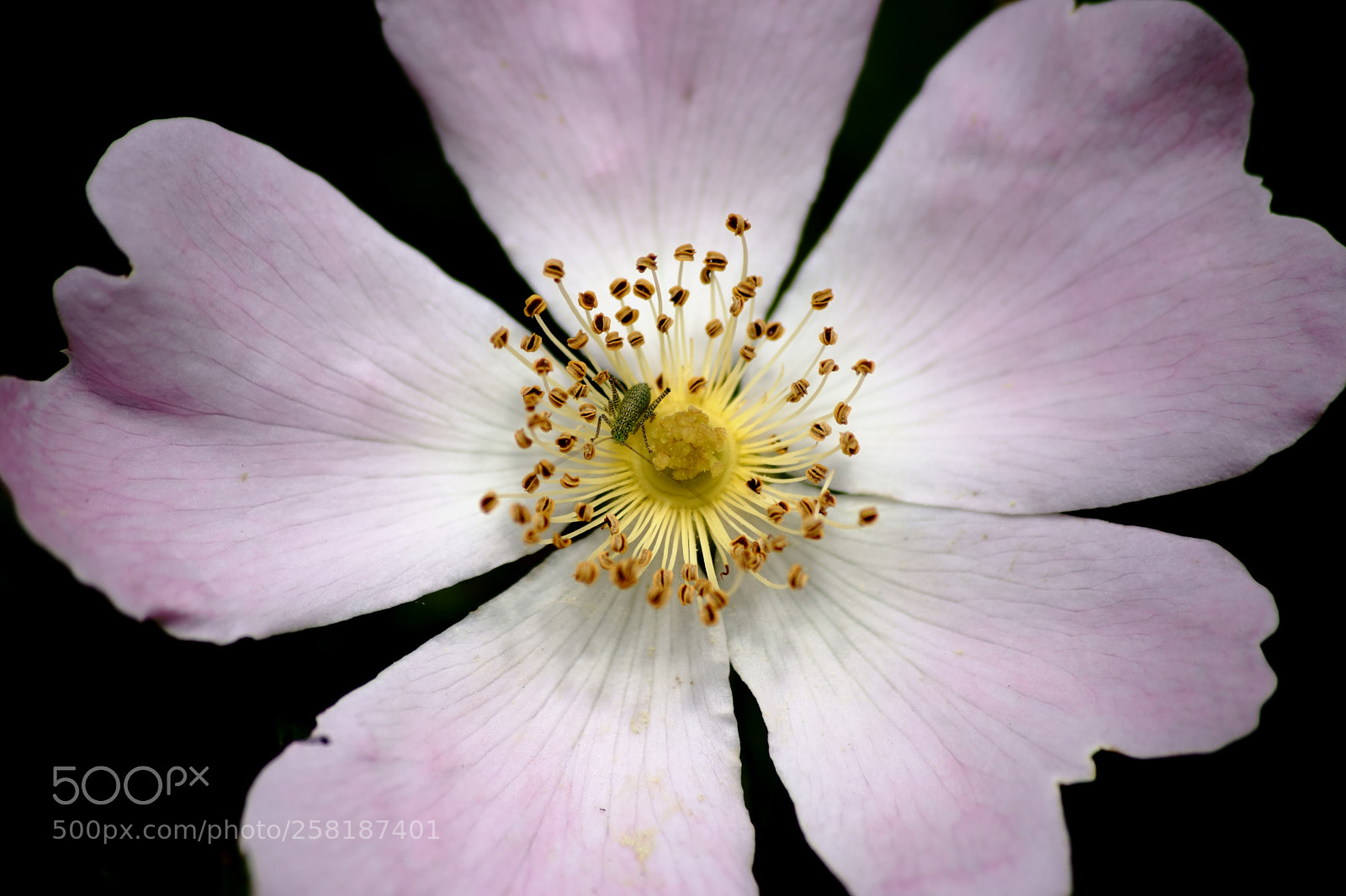 Sony a7 II sample photo. Grasshopper in the calyx photography