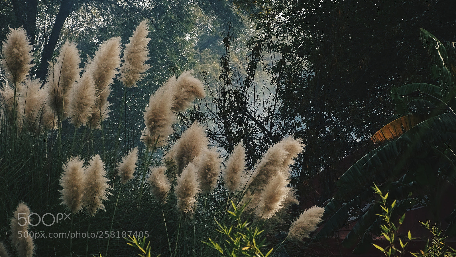 Sony Cyber-shot DSC-HX400V sample photo. Layers upon layers. photography