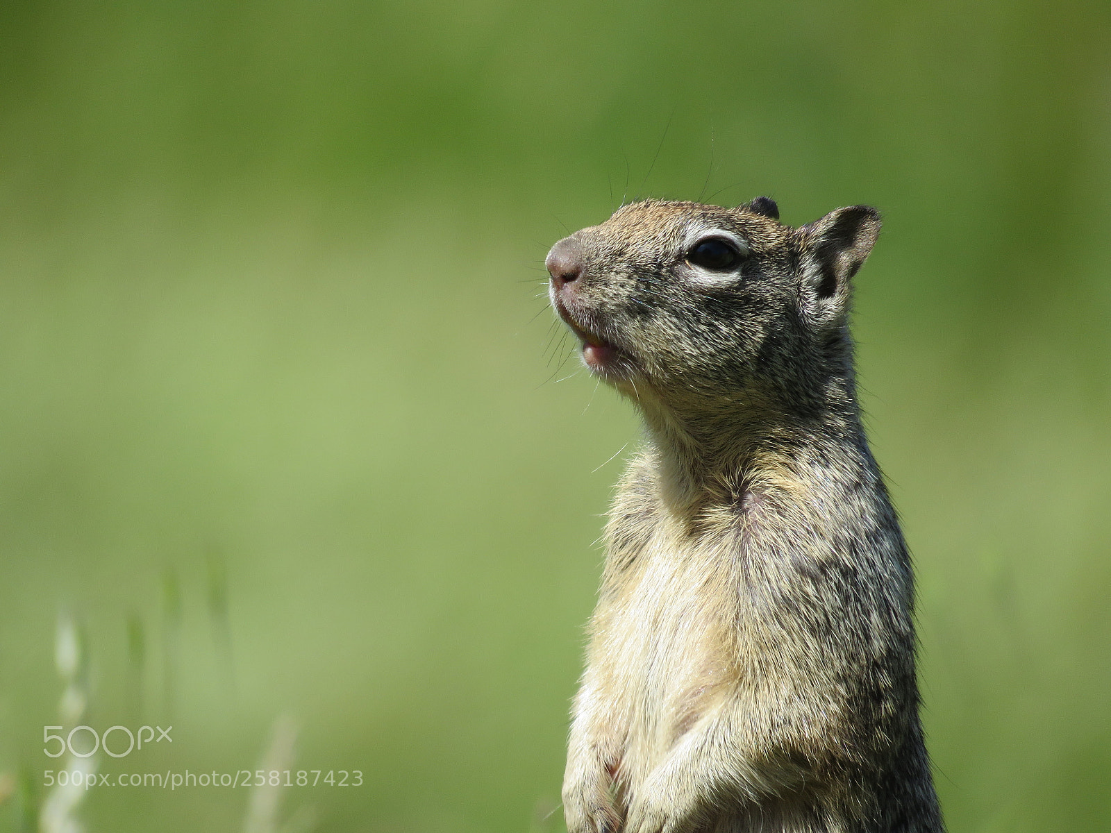Canon PowerShot SX60 HS sample photo. Squirrel photography