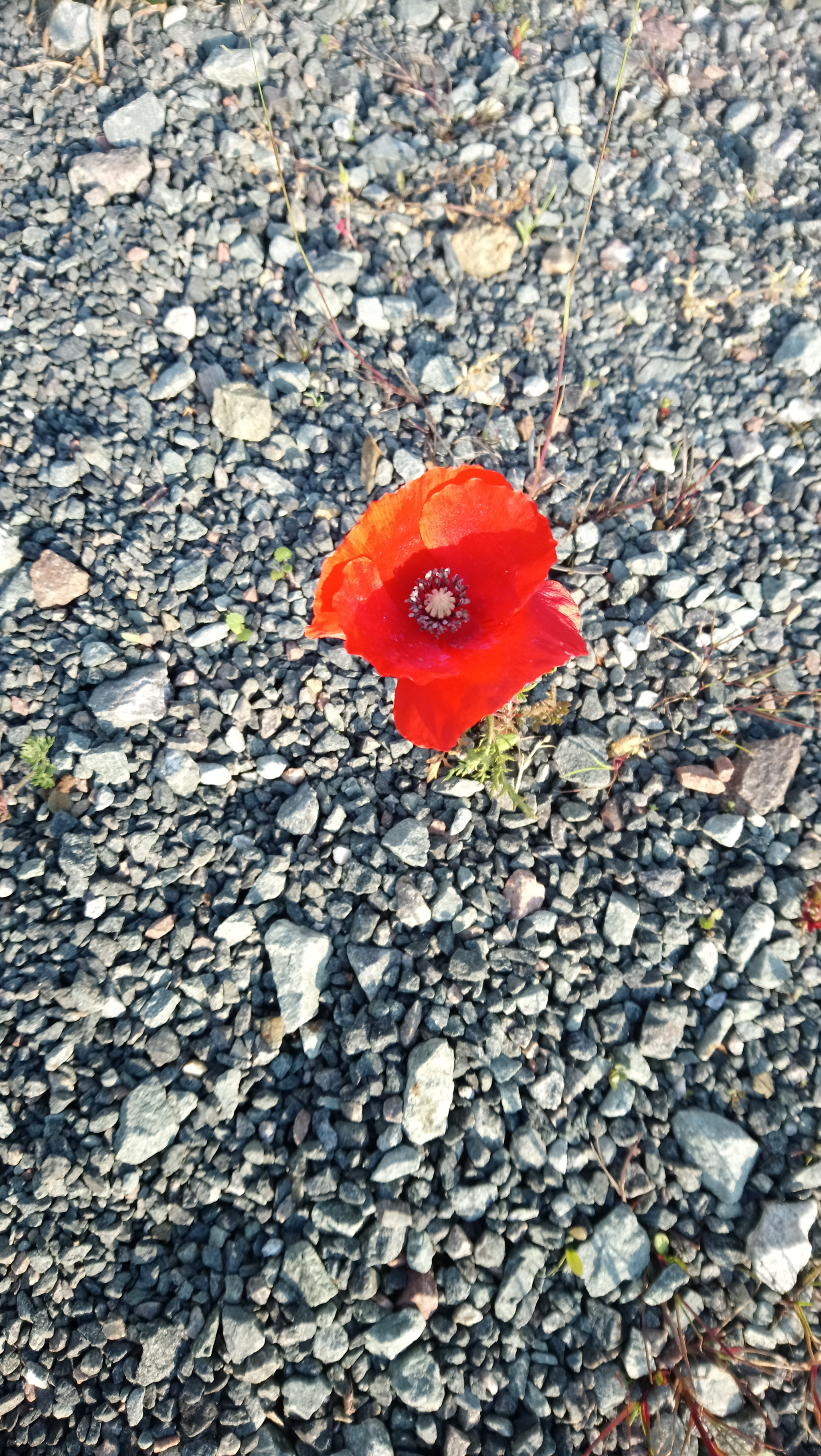 Sony Xperia XA1 Ultra sample photo. Strength of life photography
