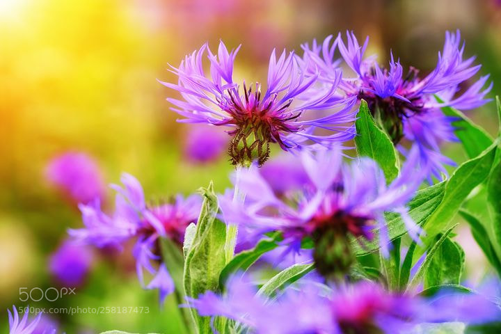 Fujifilm X-T2 sample photo. Flowers from brazil photography