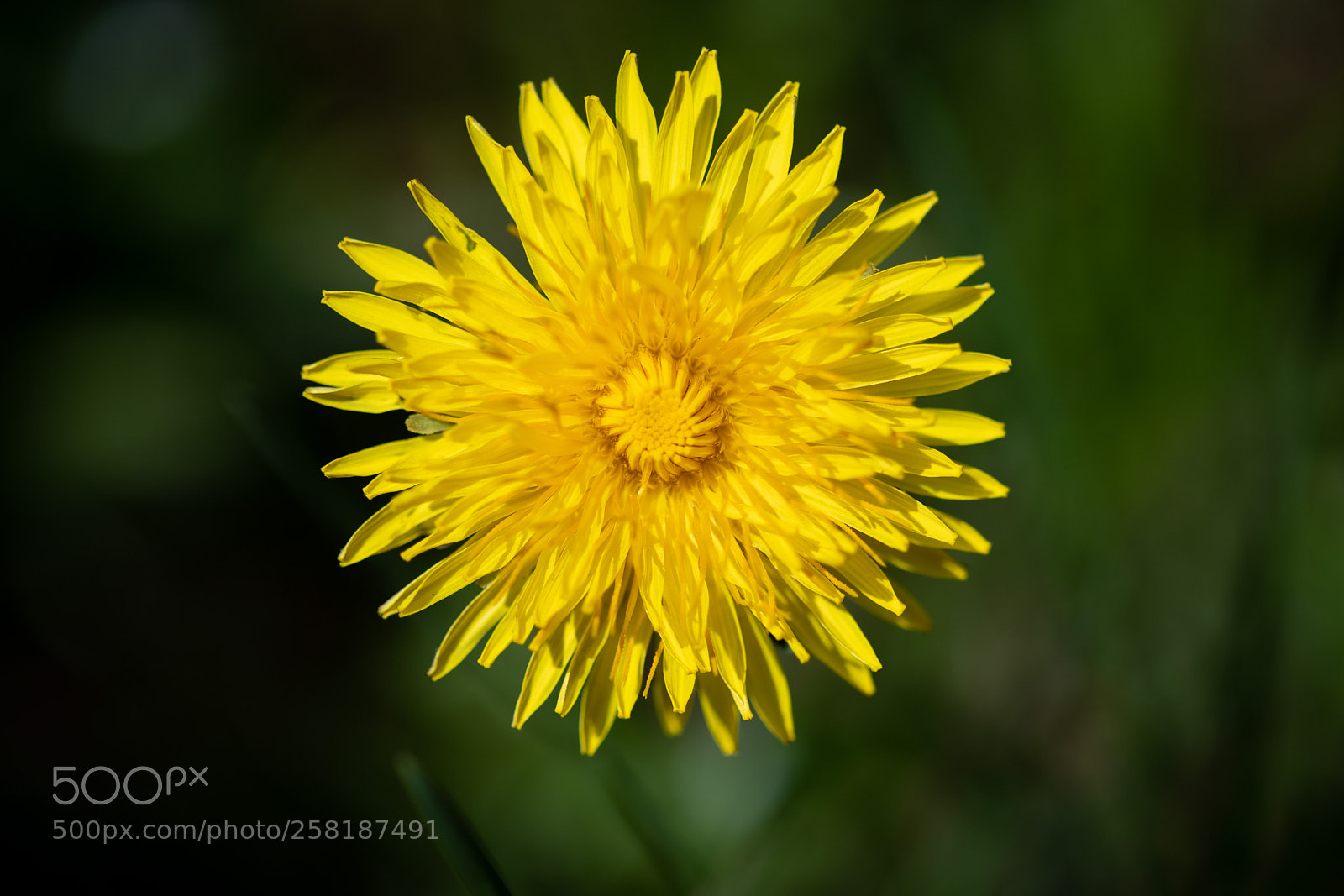 Canon EOS 6D Mark II sample photo. Dandelion photography
