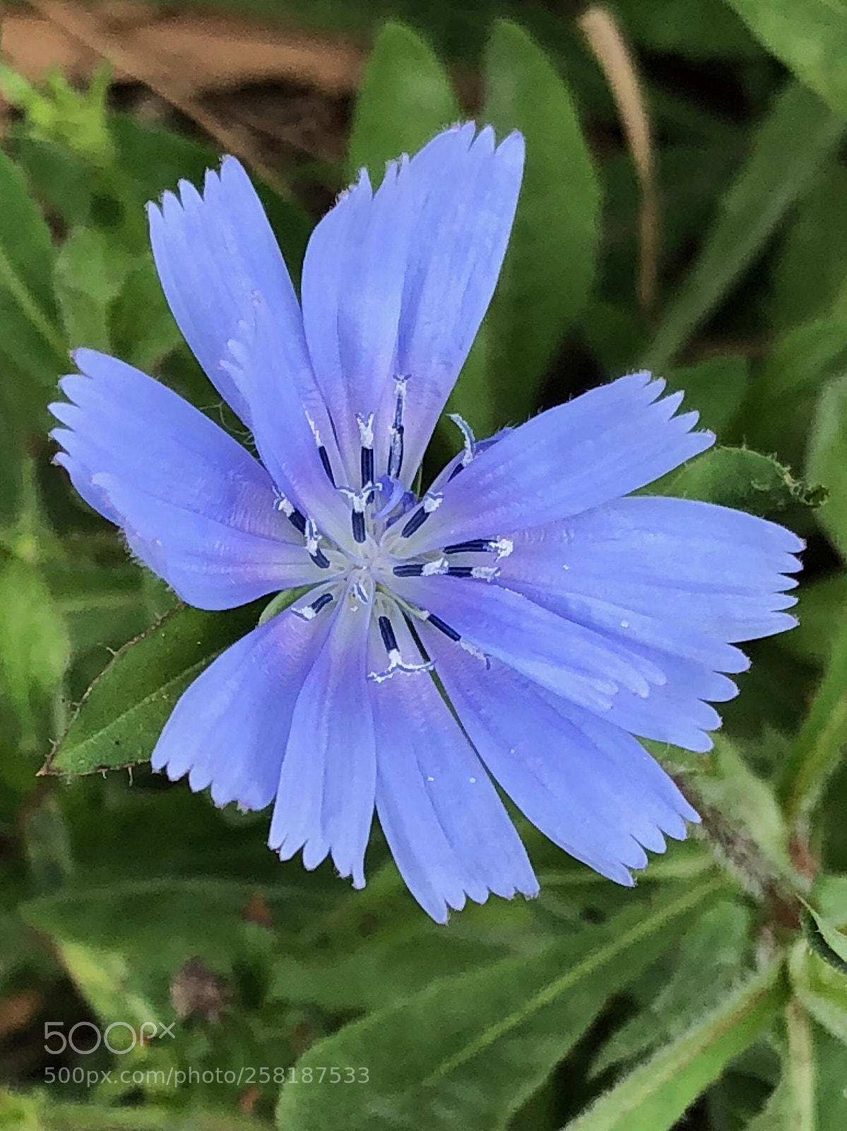 Apple iPhone 8 sample photo. Small flower photography