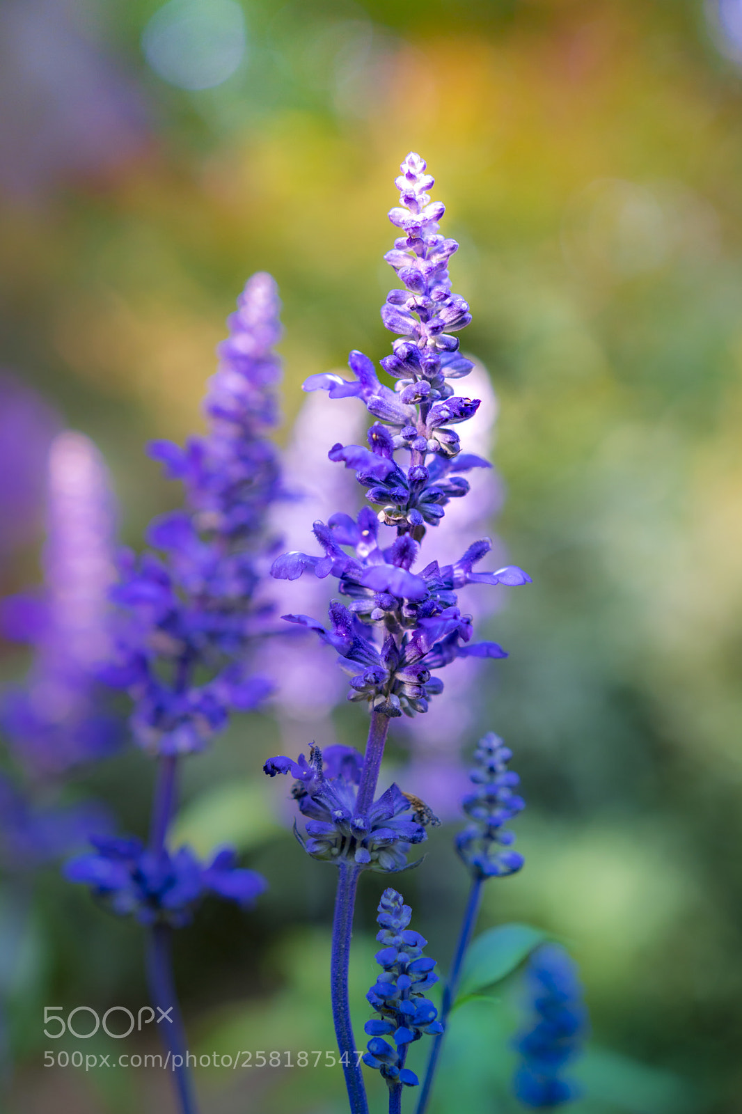 Sony a6300 sample photo. Purple photography