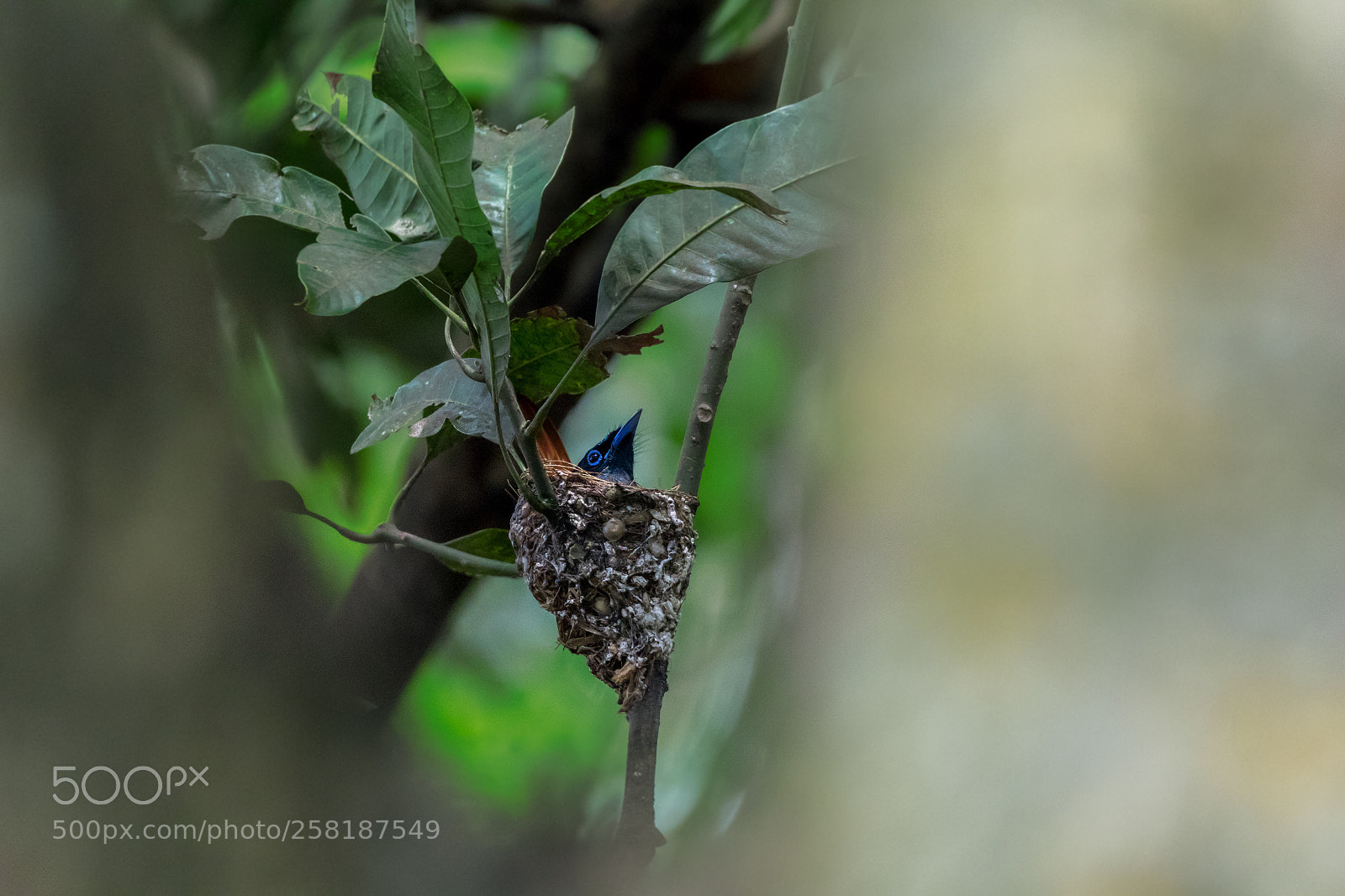 Canon EOS 7D Mark II sample photo. Indian paradise flycatcher photography