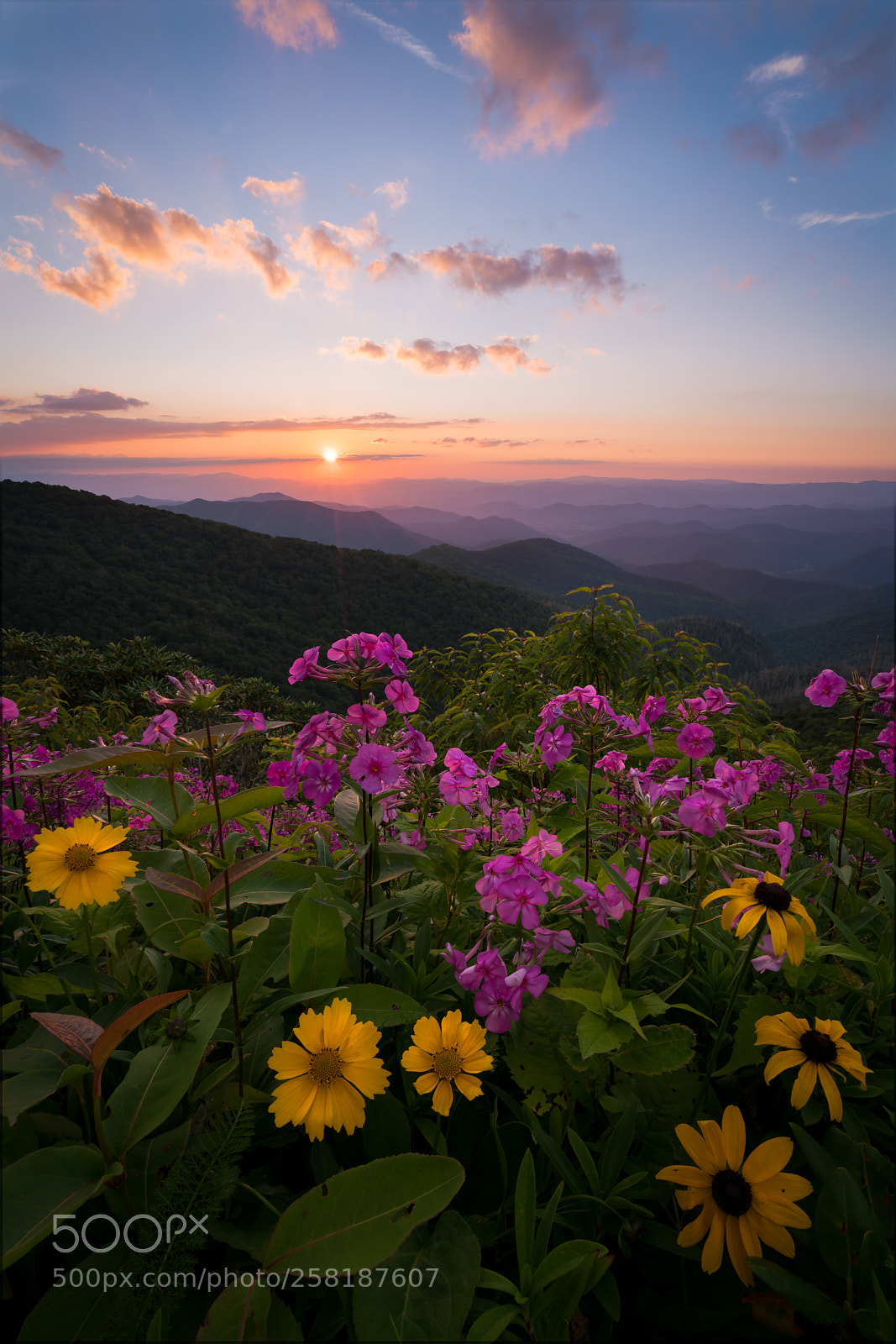 Sony a7R II sample photo. Wildflowers blooming in the photography