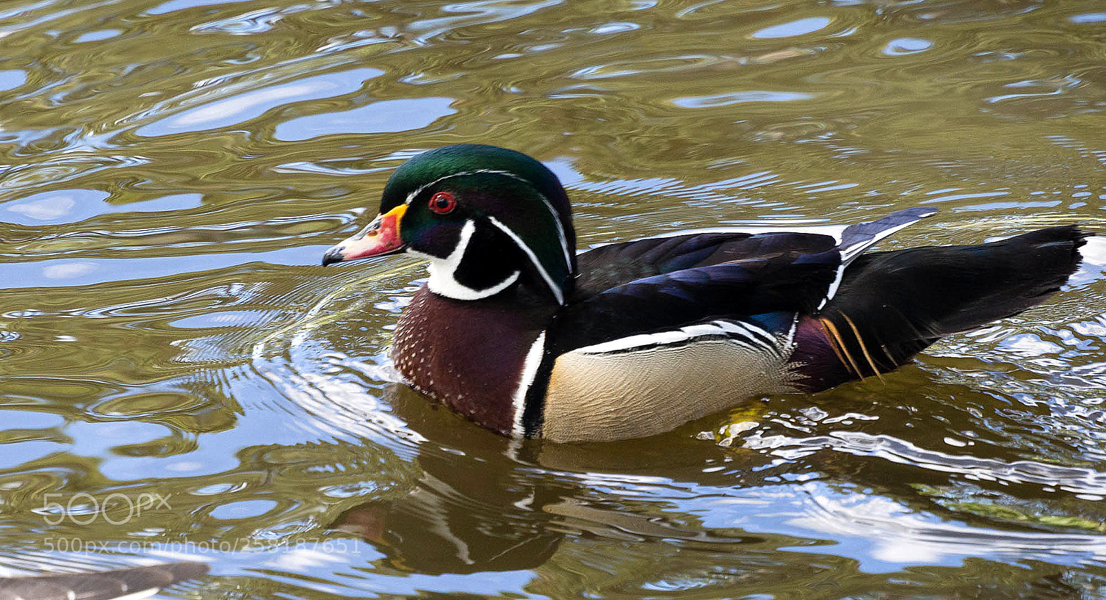 Olympus OM-D E-M5 sample photo. Wood duck photography
