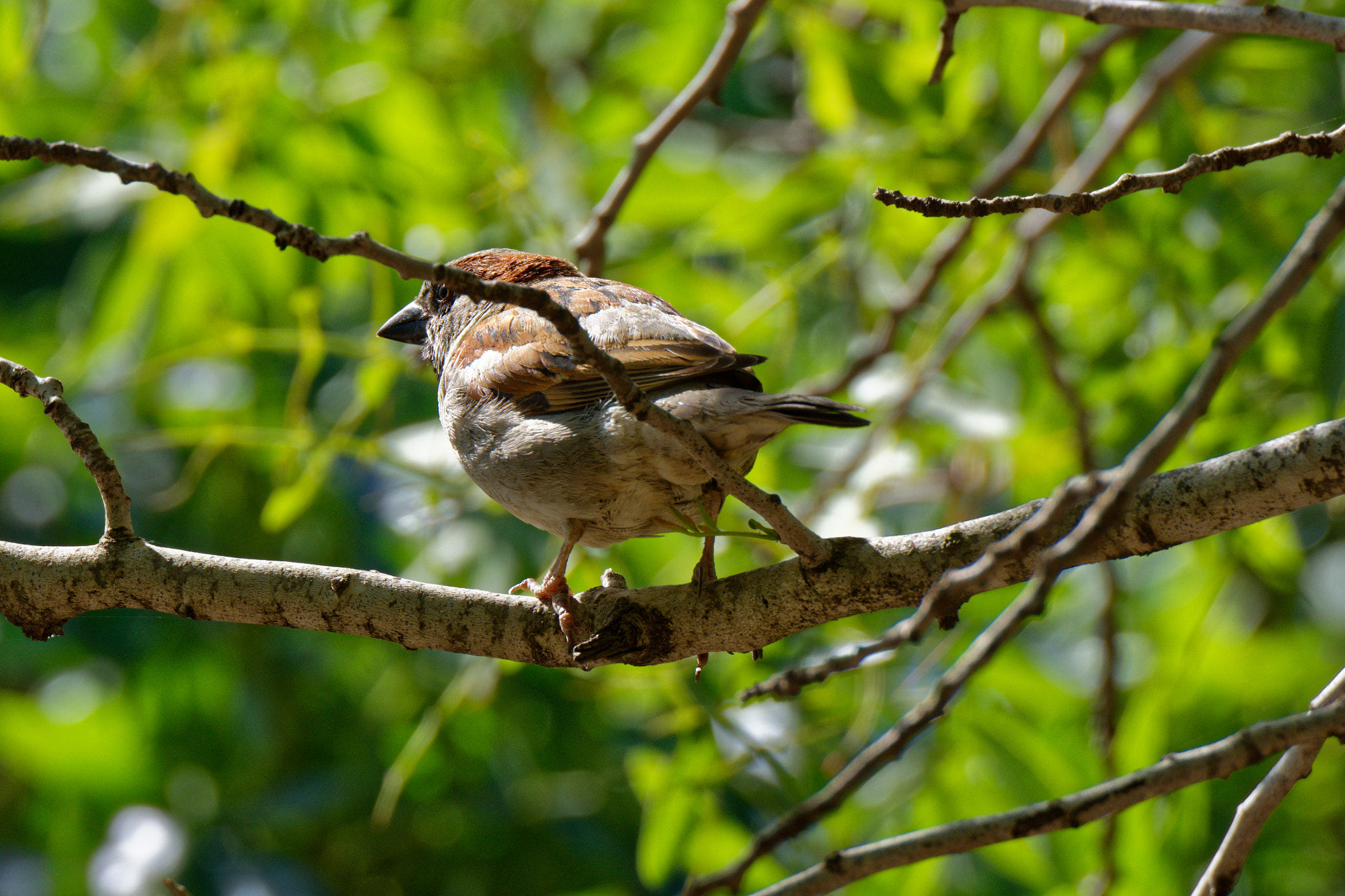 Nikon D7200 sample photo. Bird close up. photography