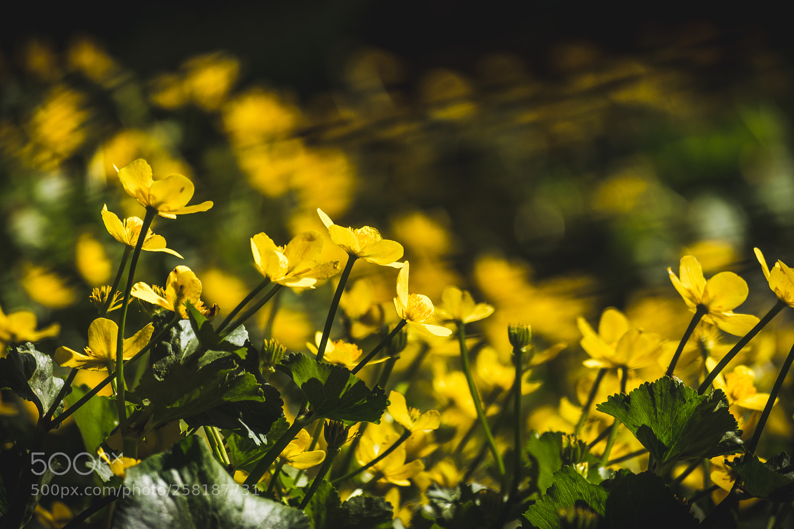 Nikon D7200 sample photo. Buttercup photography